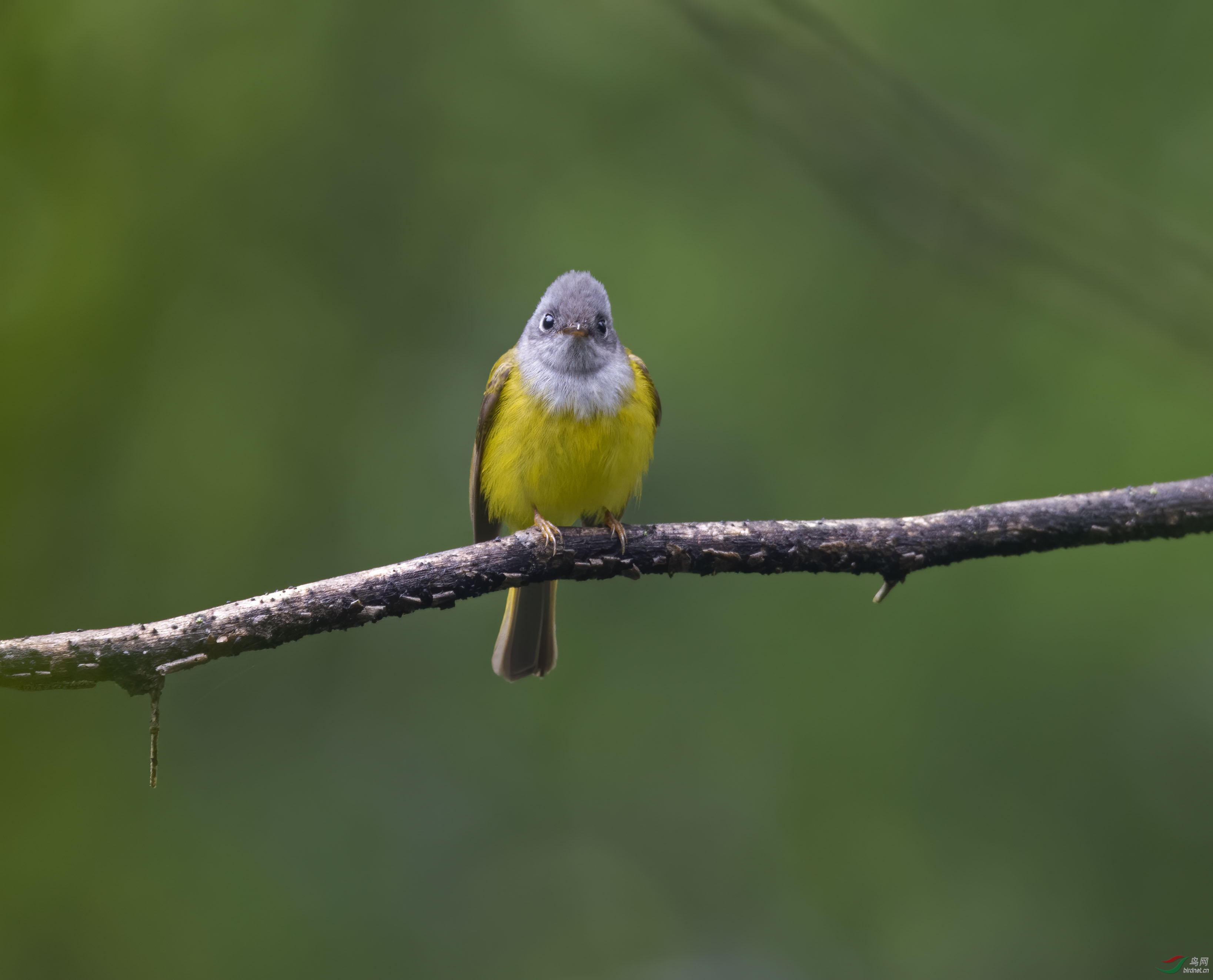 DSC_7147-denoise-denoise.jpg