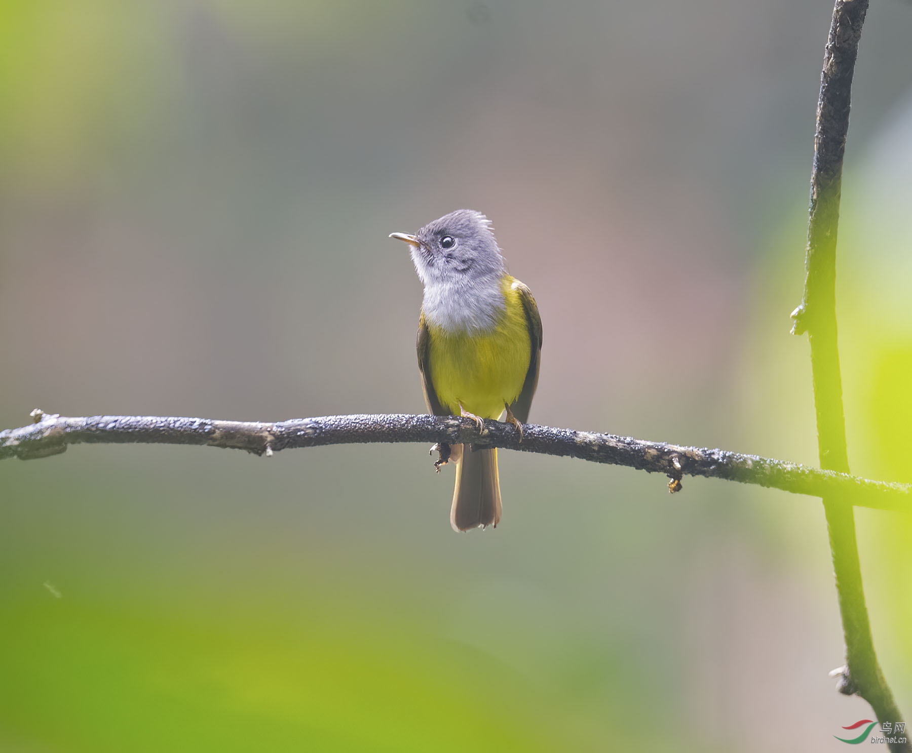 DSC_7025-denoise-denoise.jpg