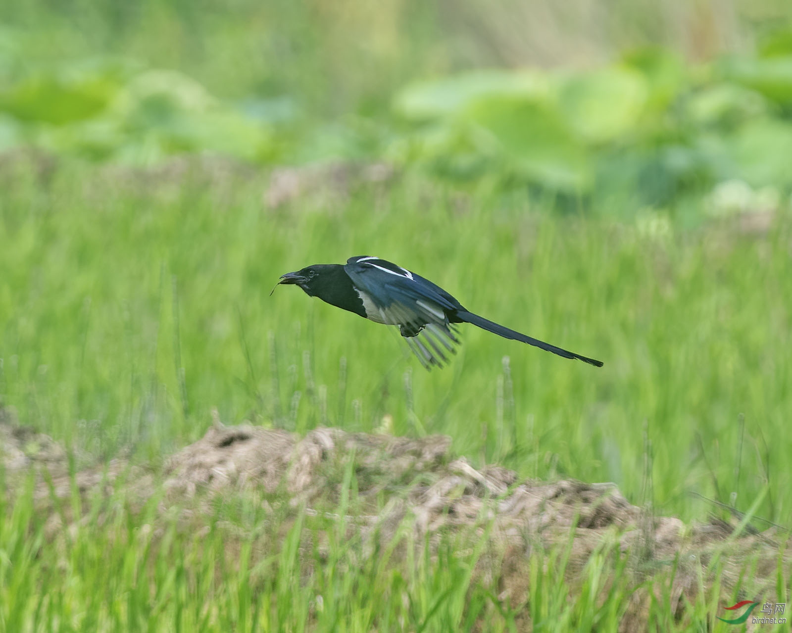 DSC_5274-denoise-denoise.jpg