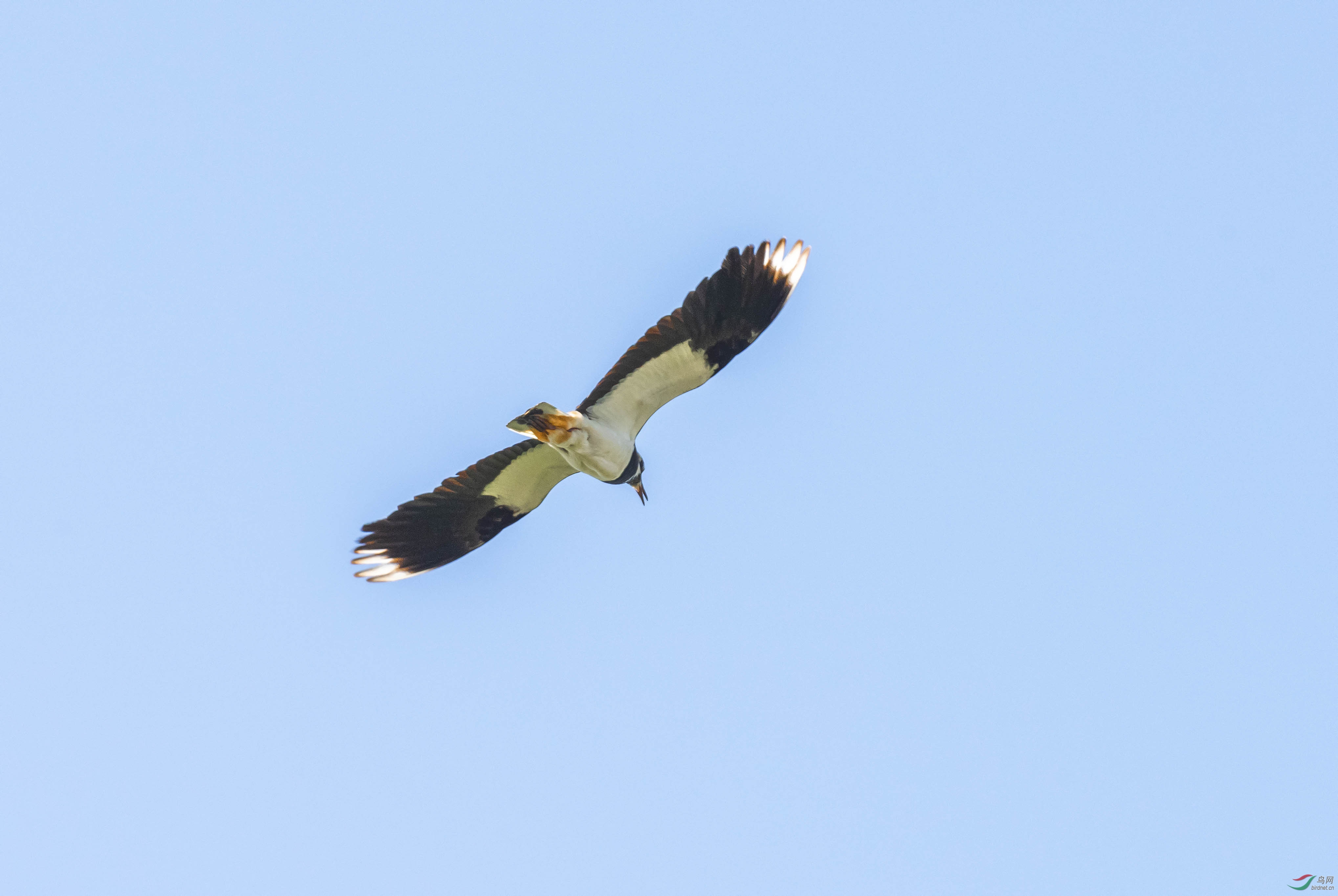 _DSC8249ab.jpg