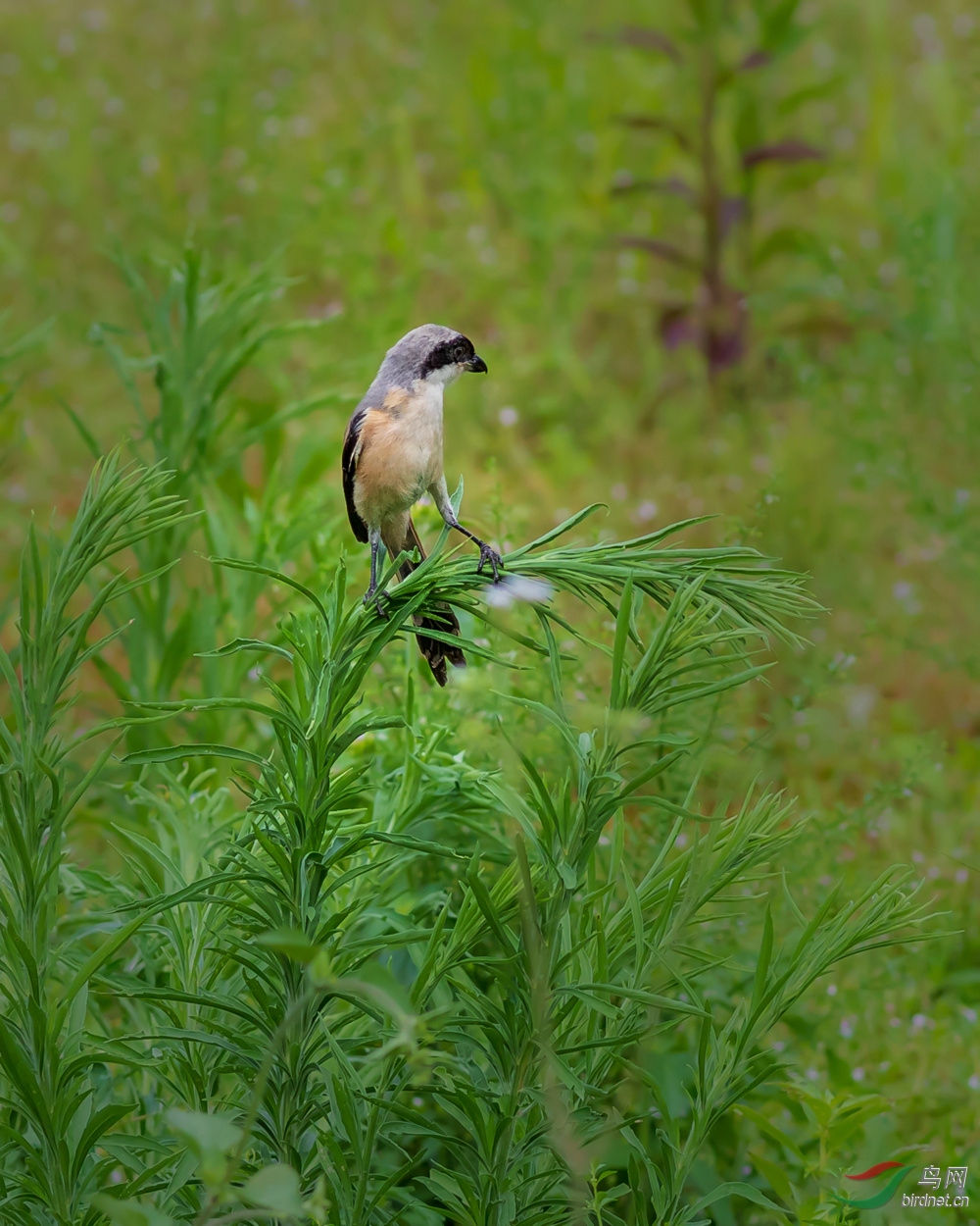 _S1A0229.jpg
