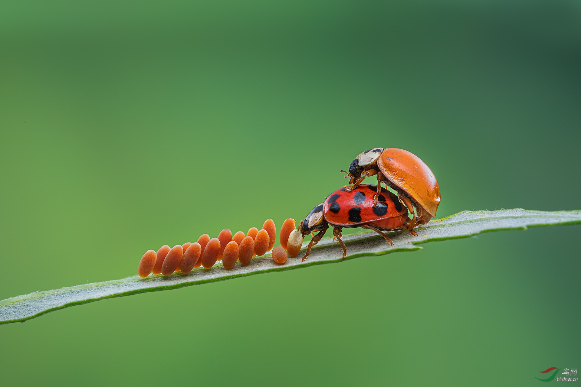 _G3A6742-1.jpg