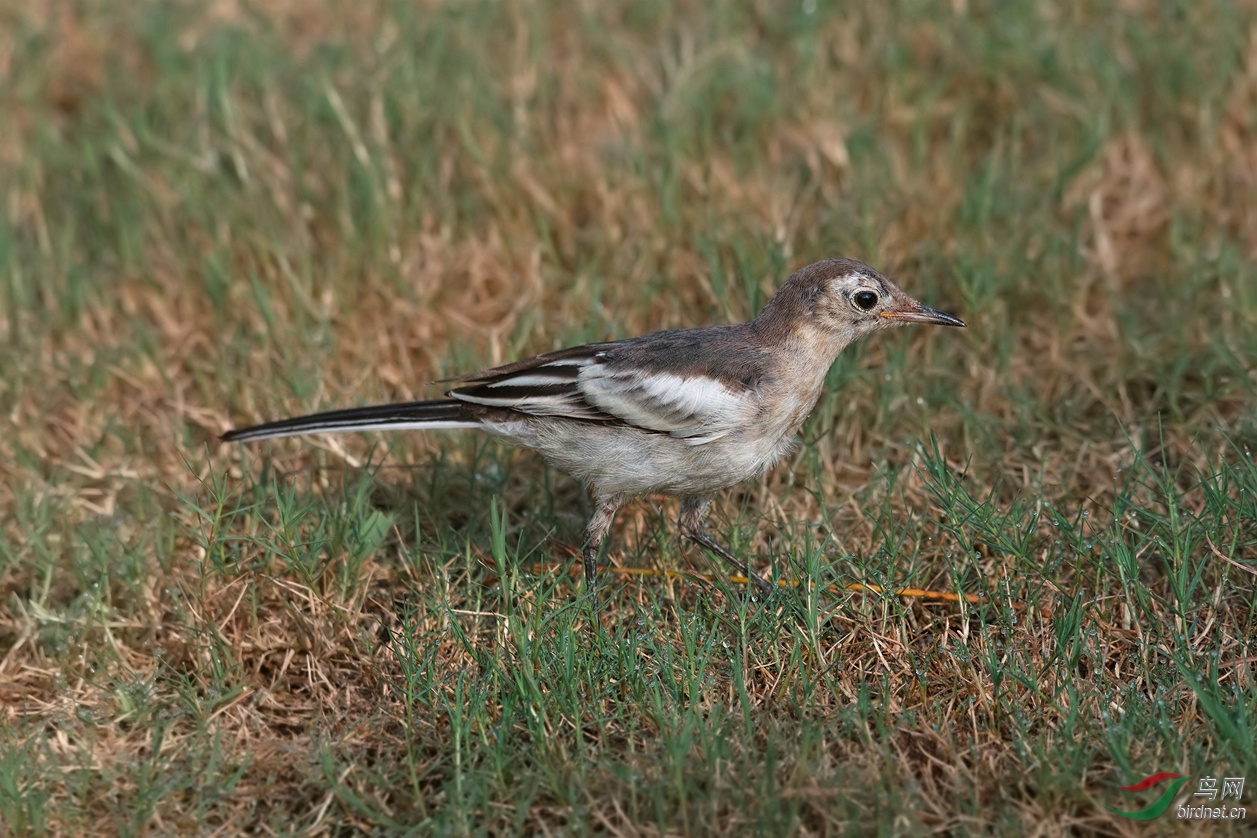 5b.jpg