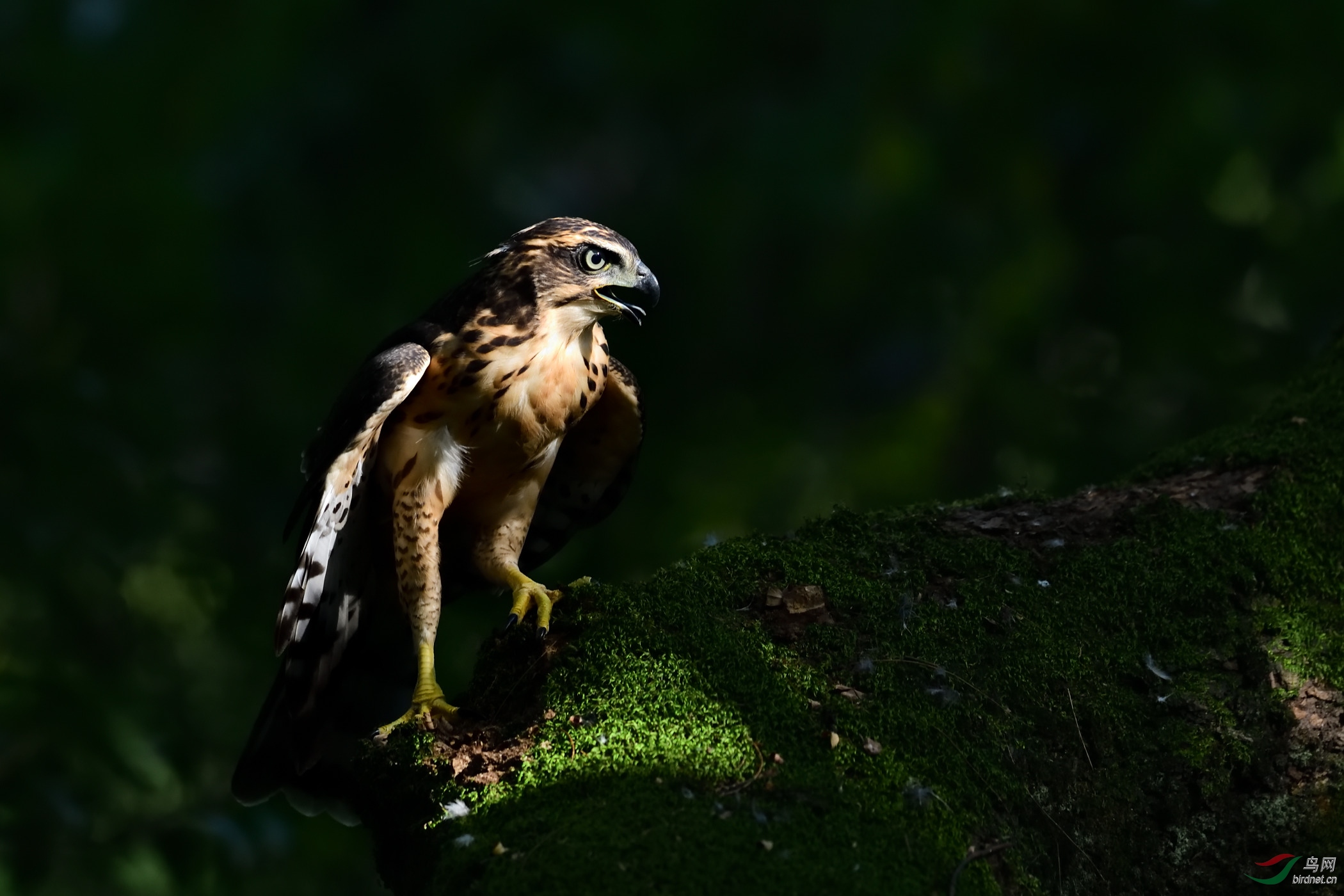 DSC_0482_00001.jpg