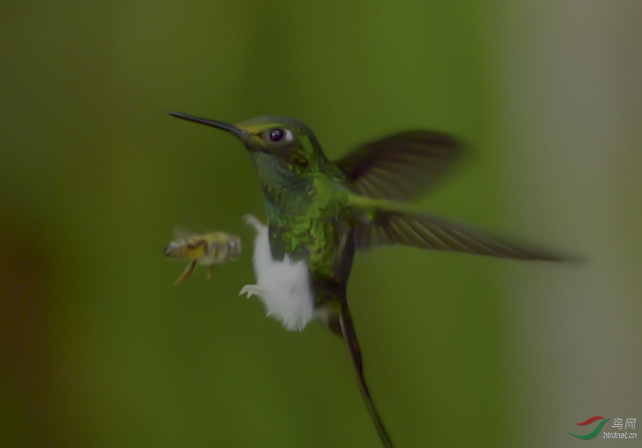 ��¼Ƭ��Ƶ��ͼ��һֻ�۷乥������