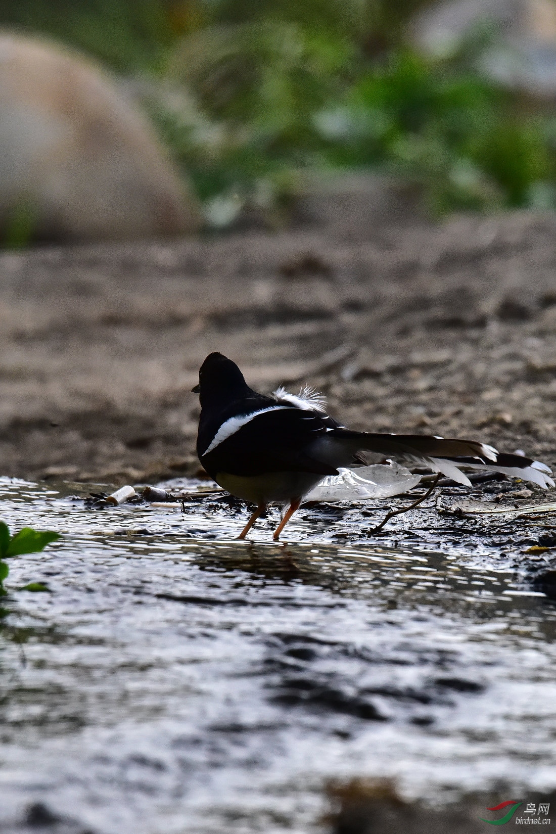 DSC_0902.JPG