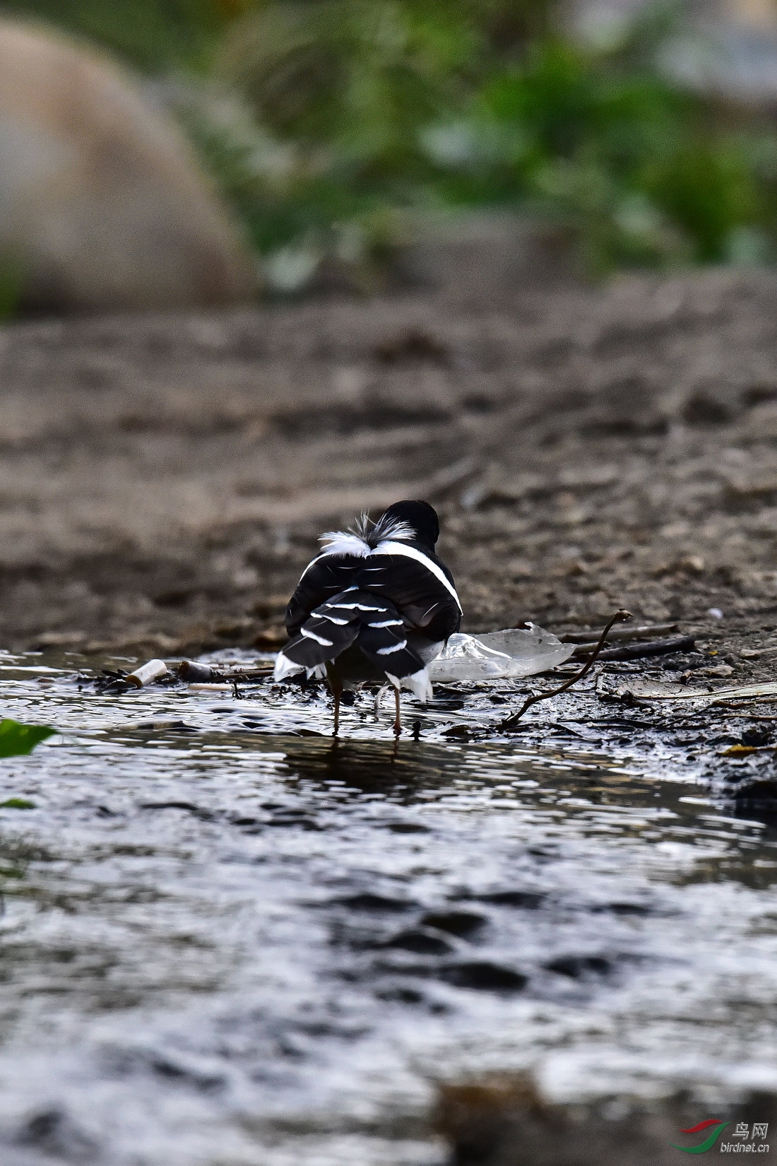 DSC_0903.JPG