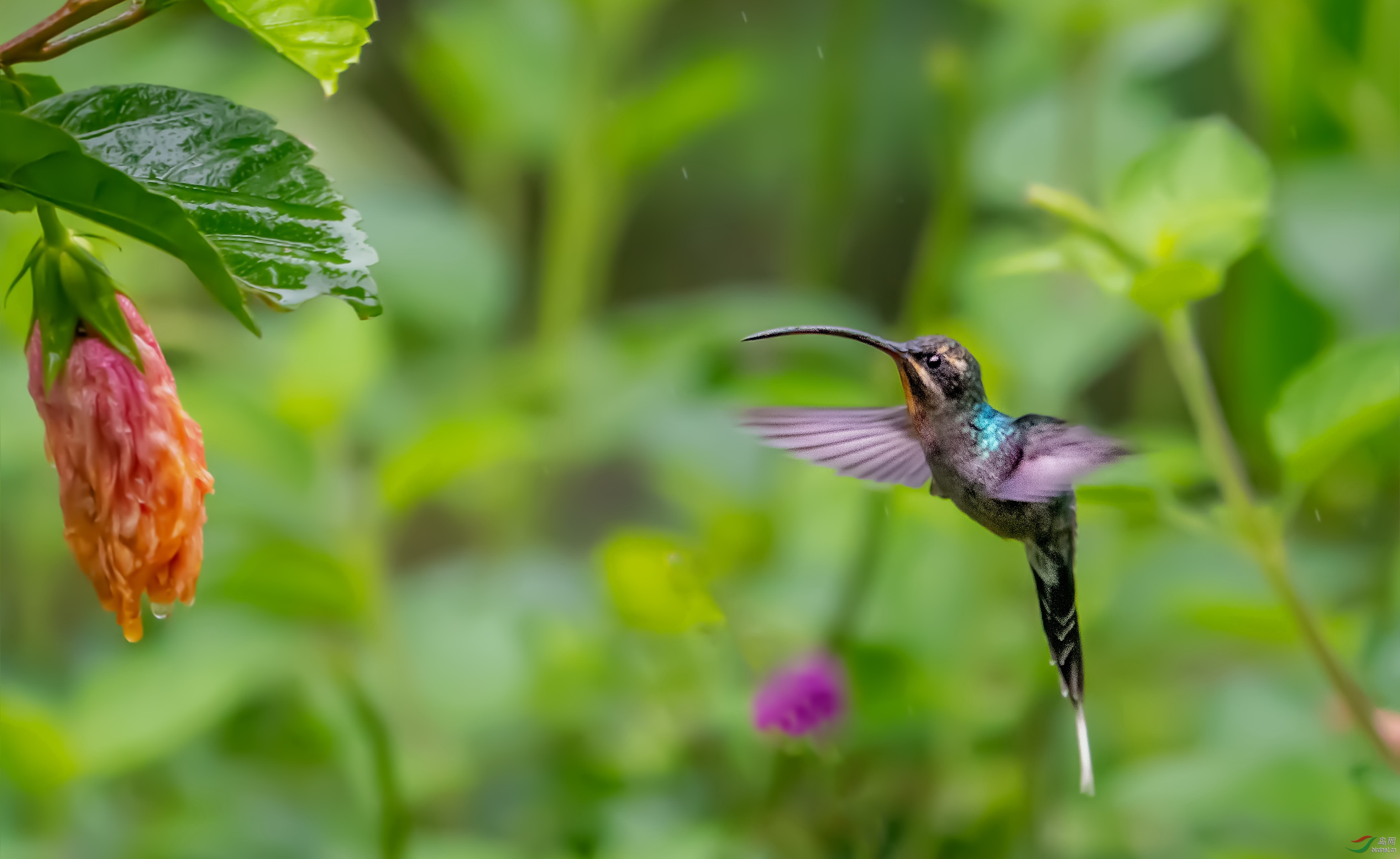春雨绵绵春情浓浓绿隐蜂鸟