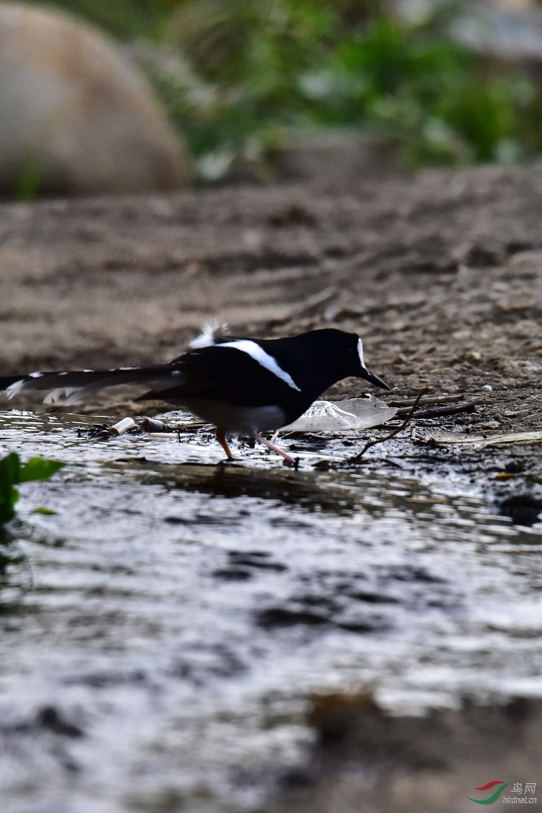 DSC_0905.JPG
