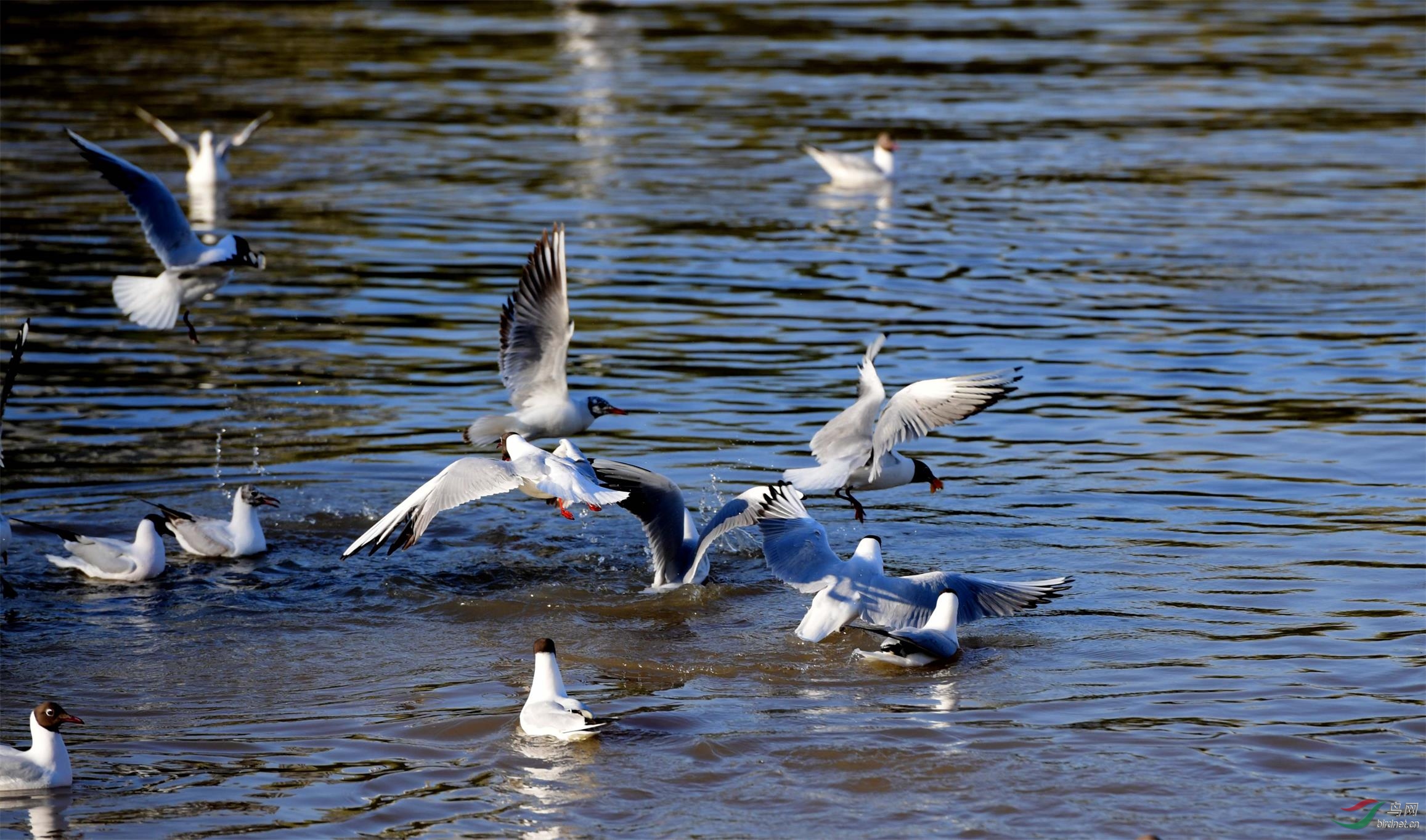 DSC_2968_����.jpg
