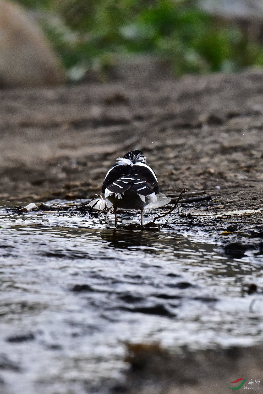 DSC_0908.JPG