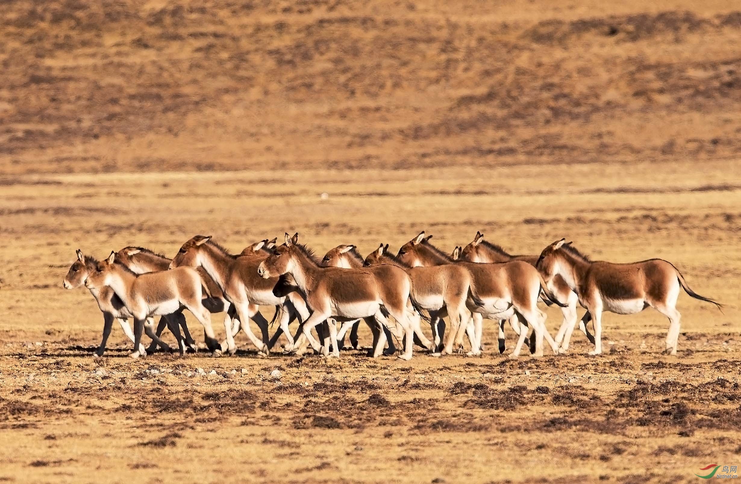 [哺乳] 驴群-------贺荣获首页精华