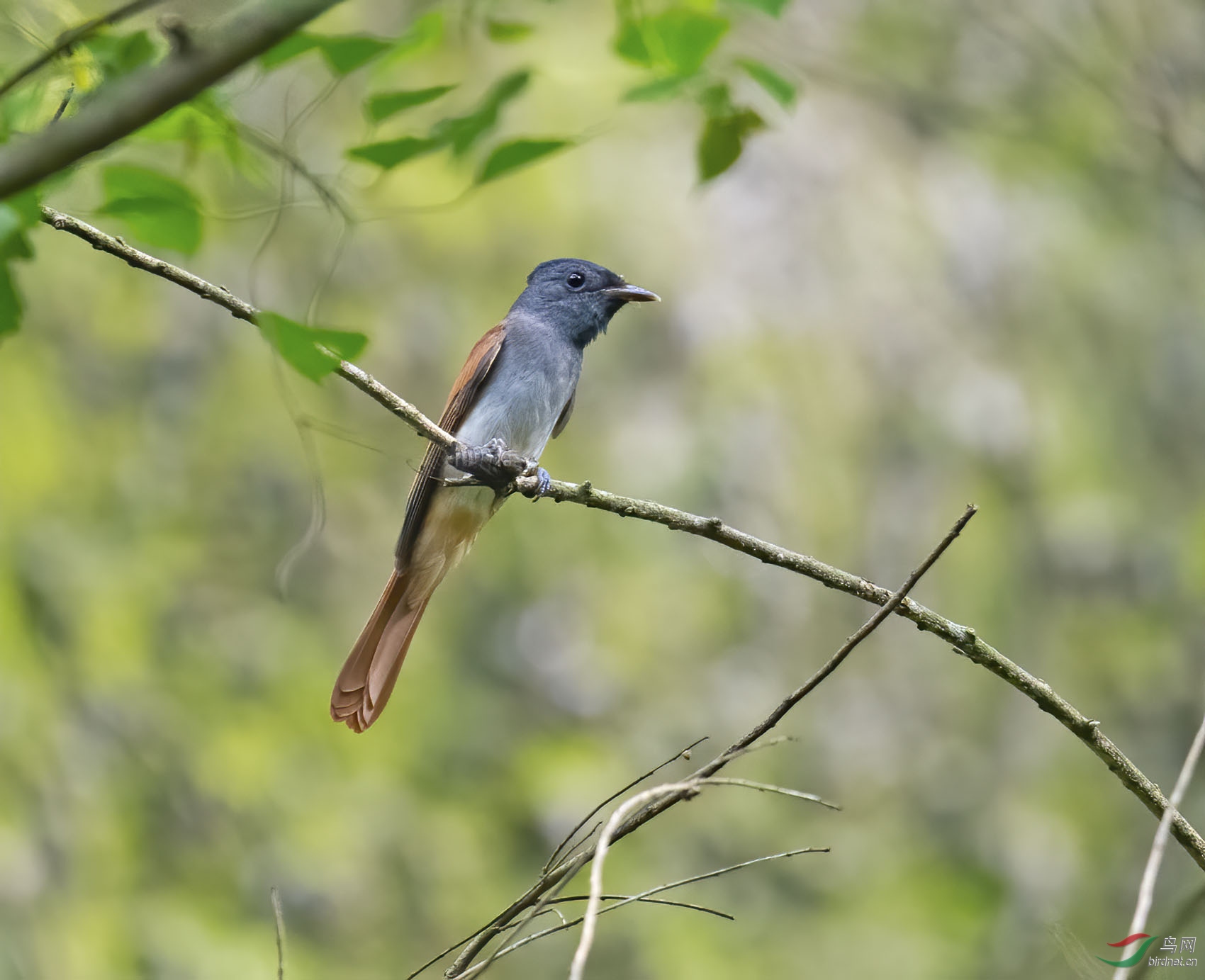 DSC_1771-denoise-denoise.jpg