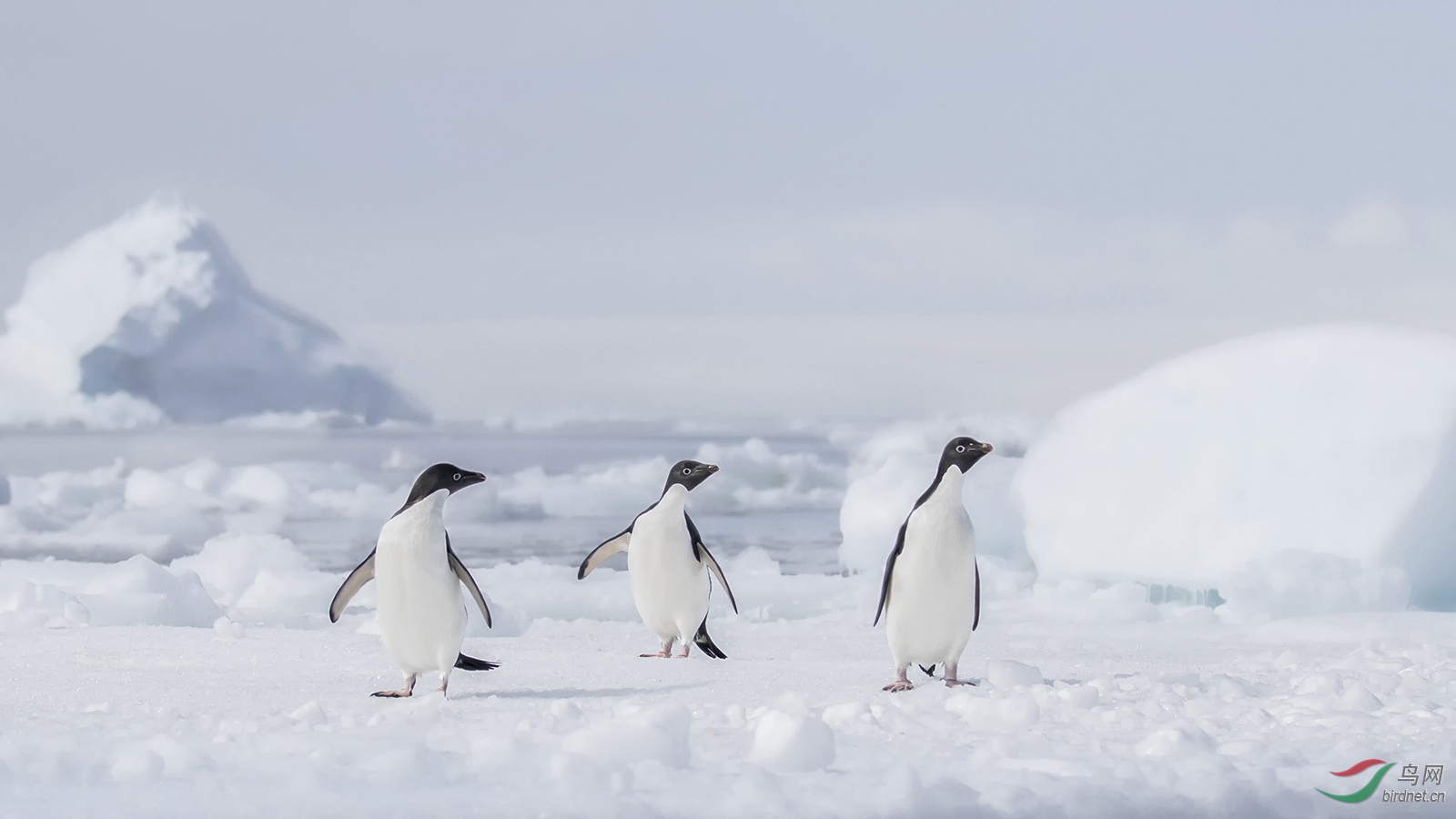 水鸟清凉的三只阿德利企鹅祝贺荣获每日一图