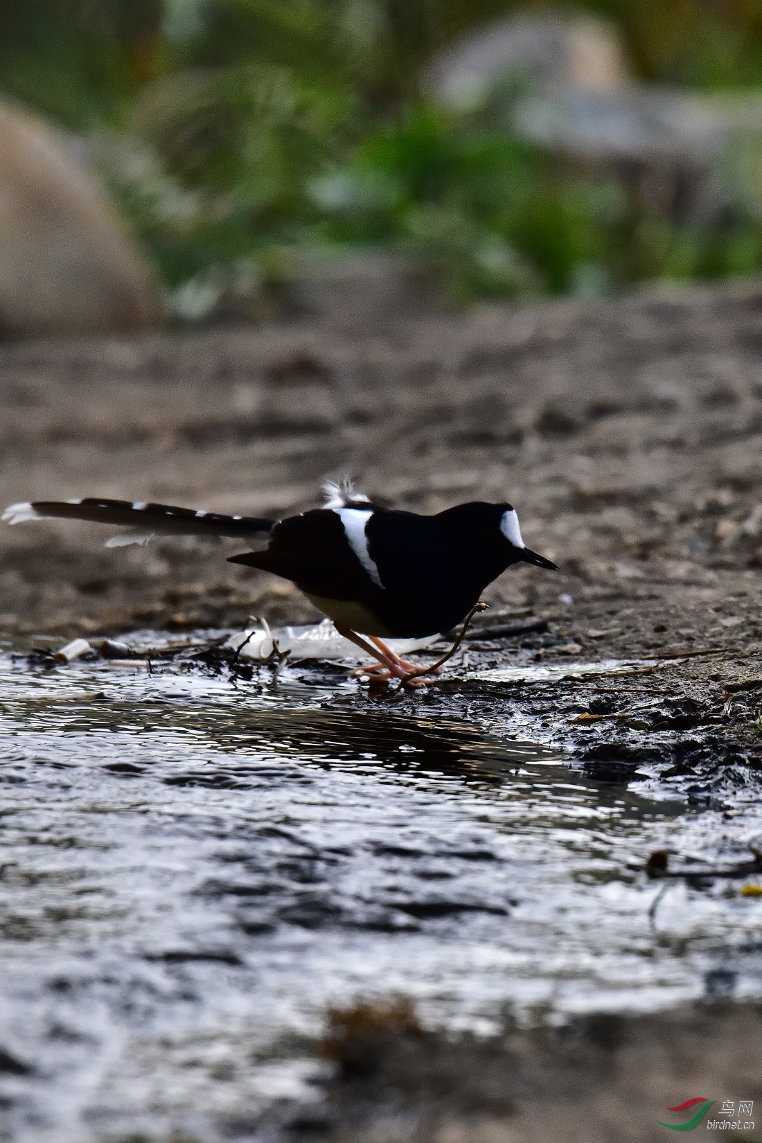 DSC_0910.JPG