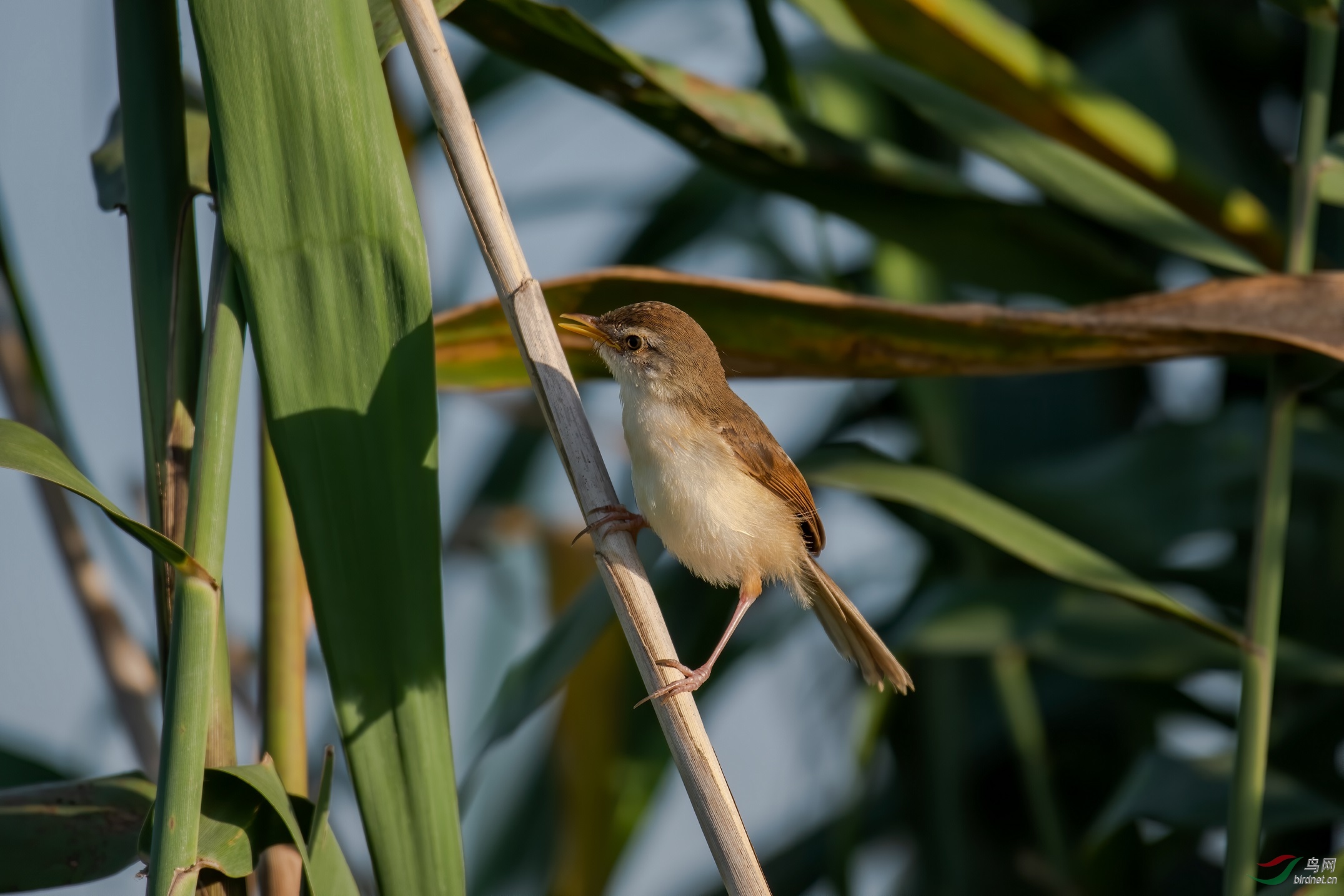 DSC_2895.jpg