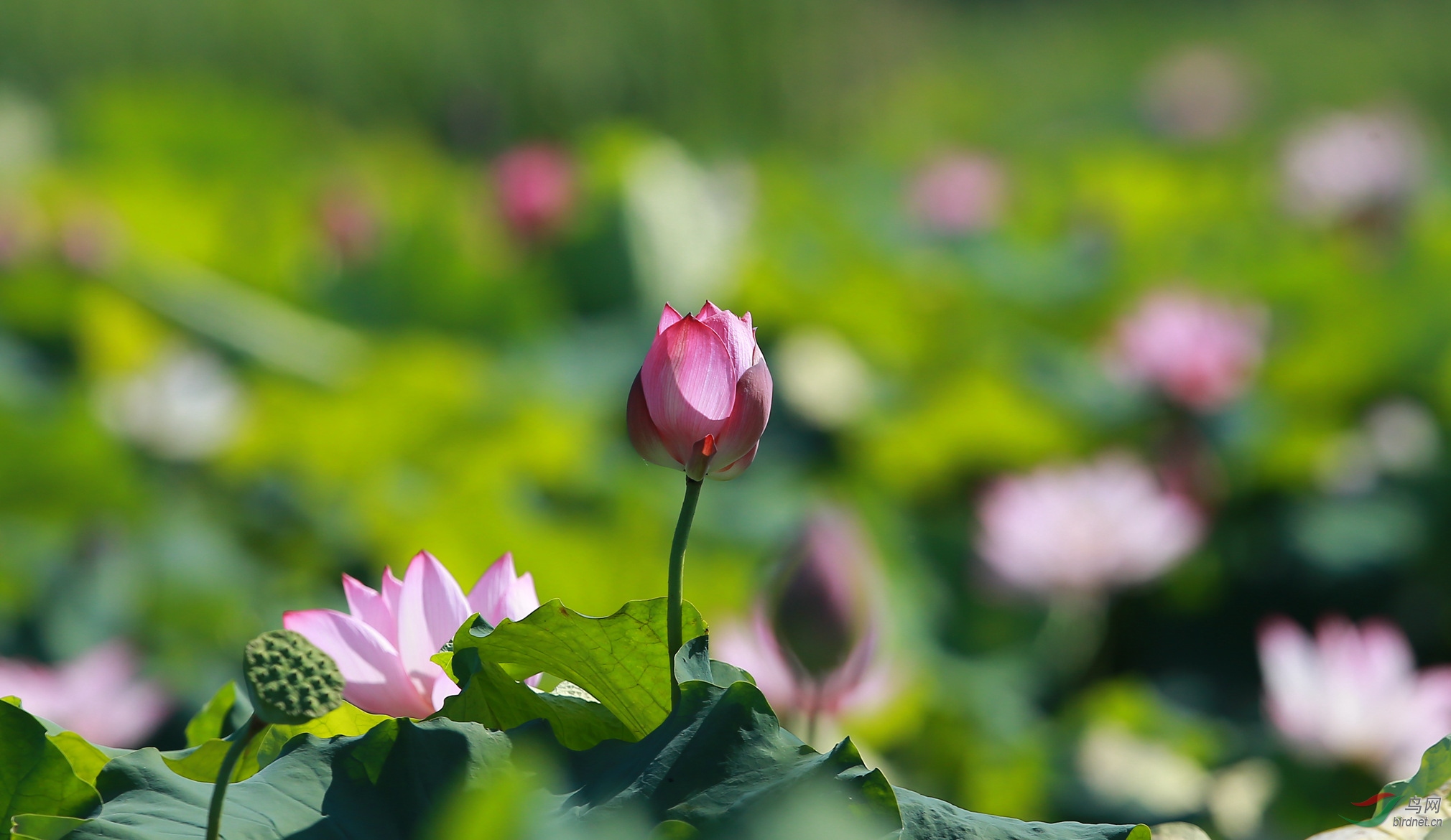 荷花朵朵向阳开