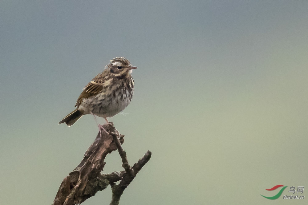 ������� (2).jpg