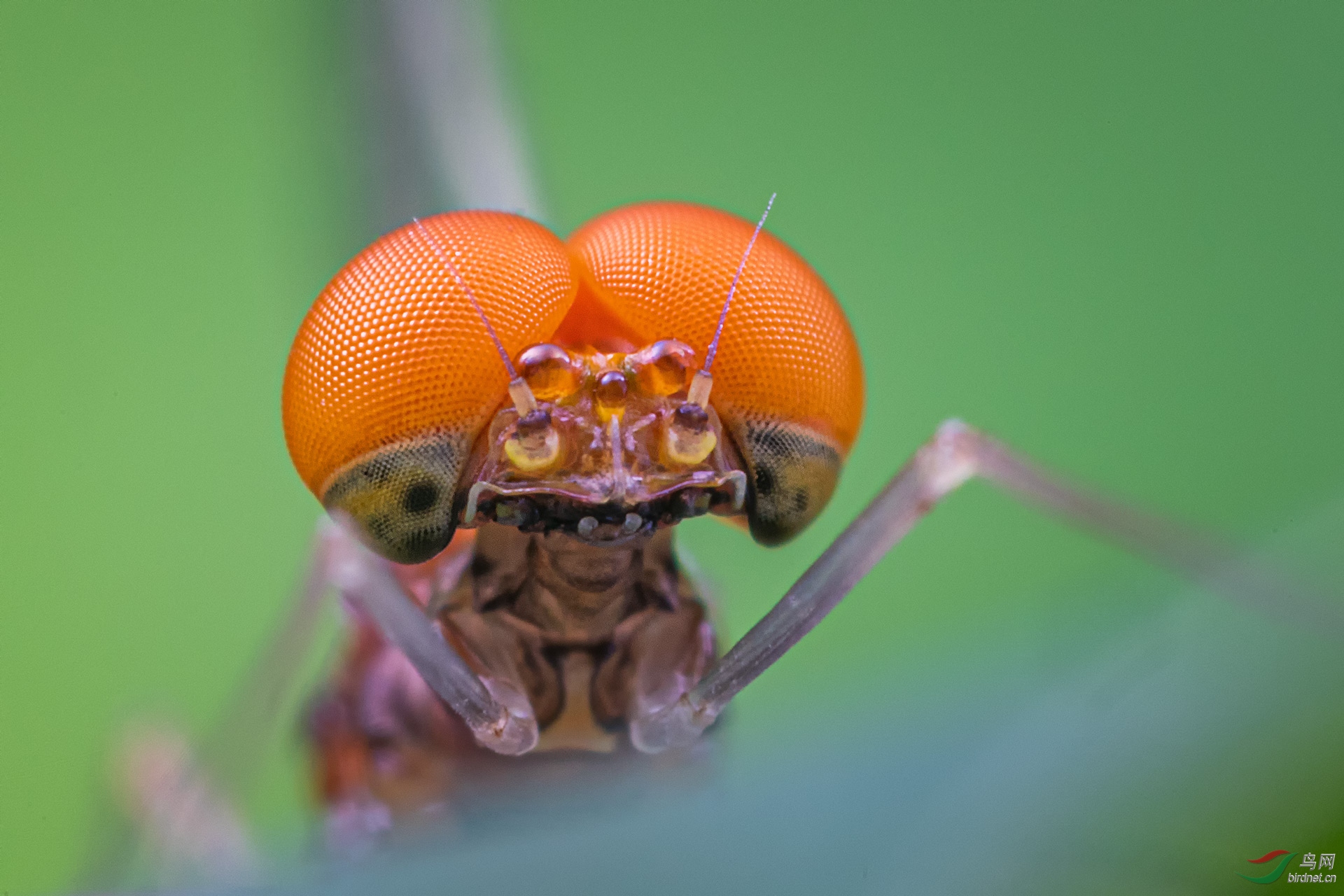 _G3A7196-1.jpg
