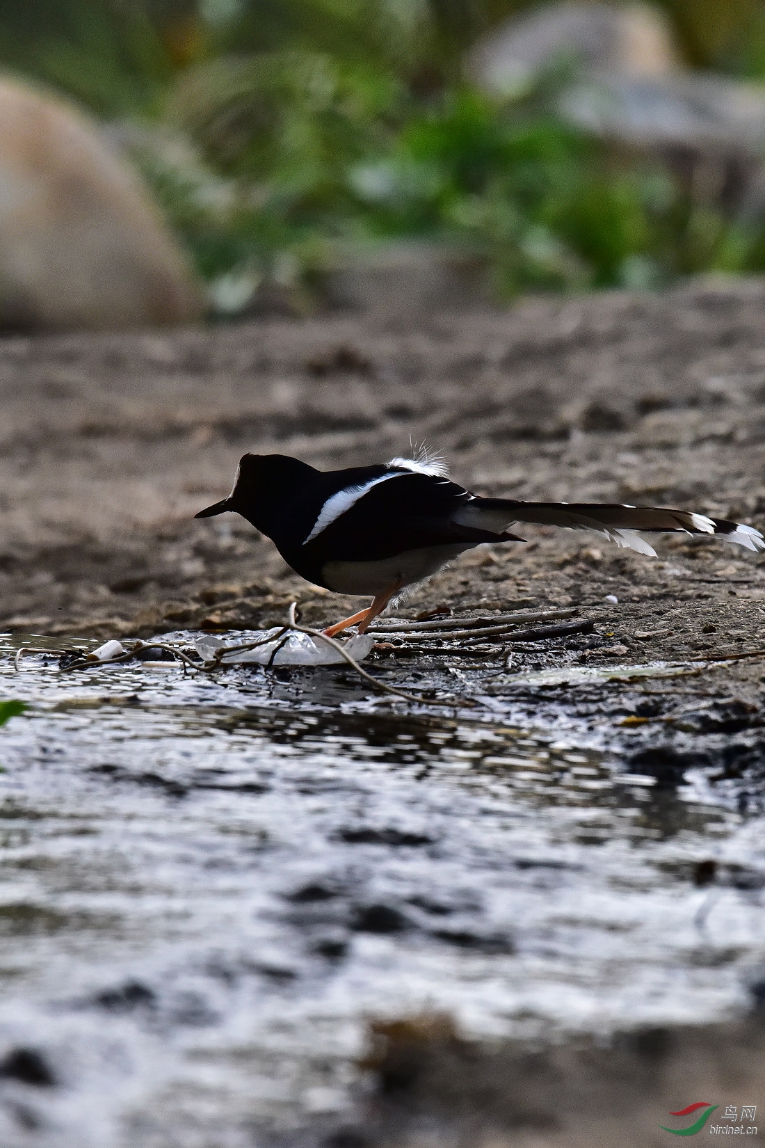 DSC_0915.JPG