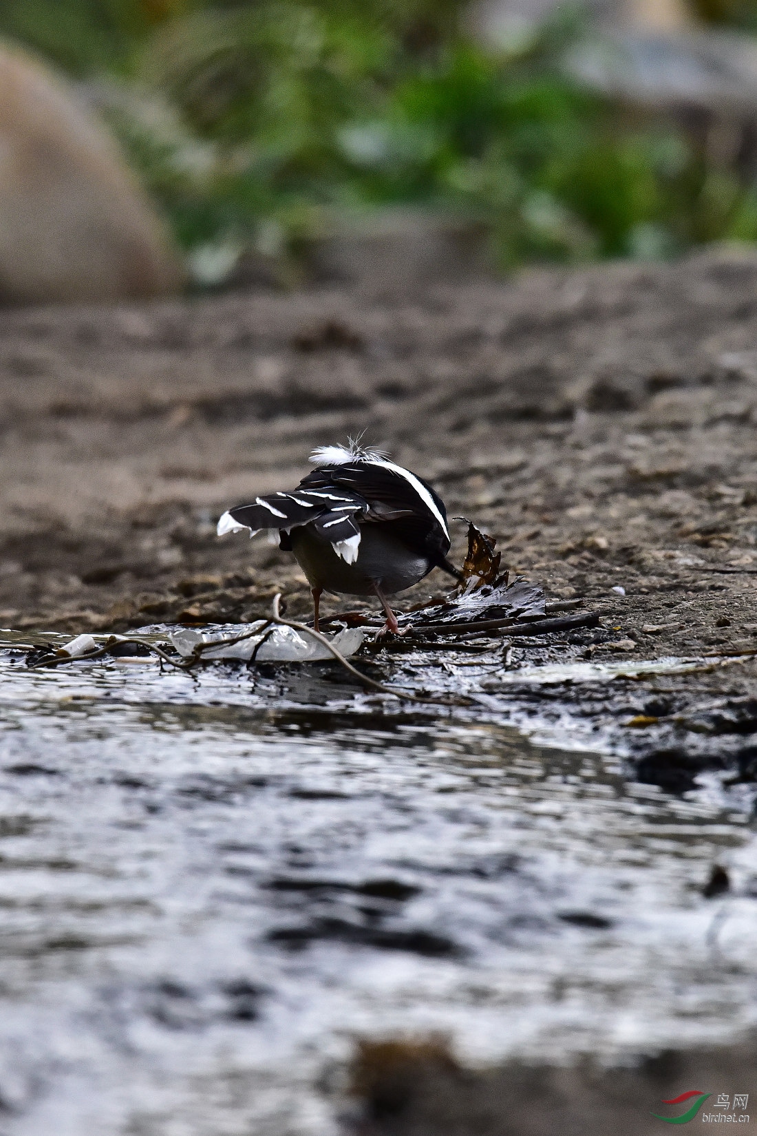 DSC_0916.JPG
