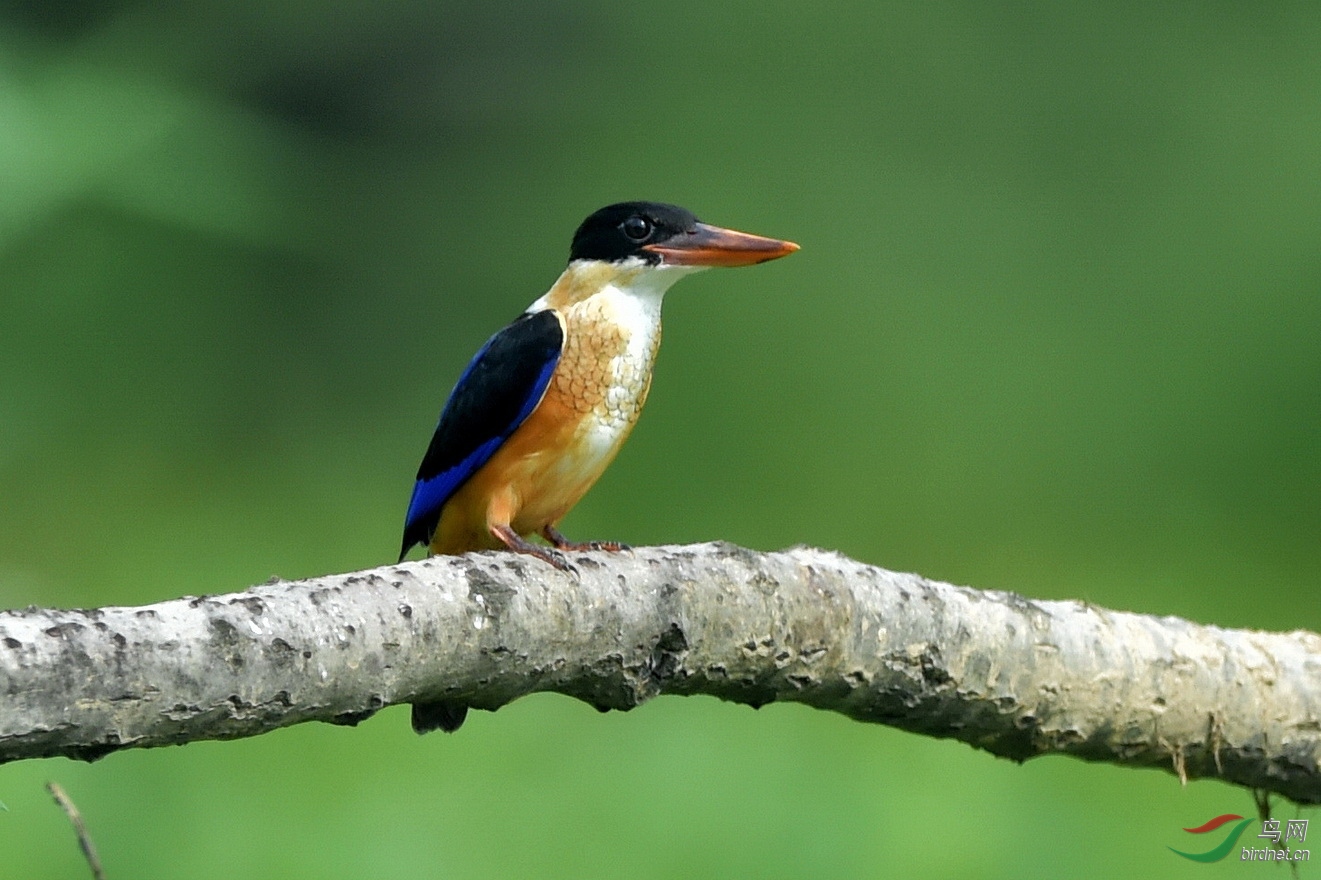 DSC_7107.JPG