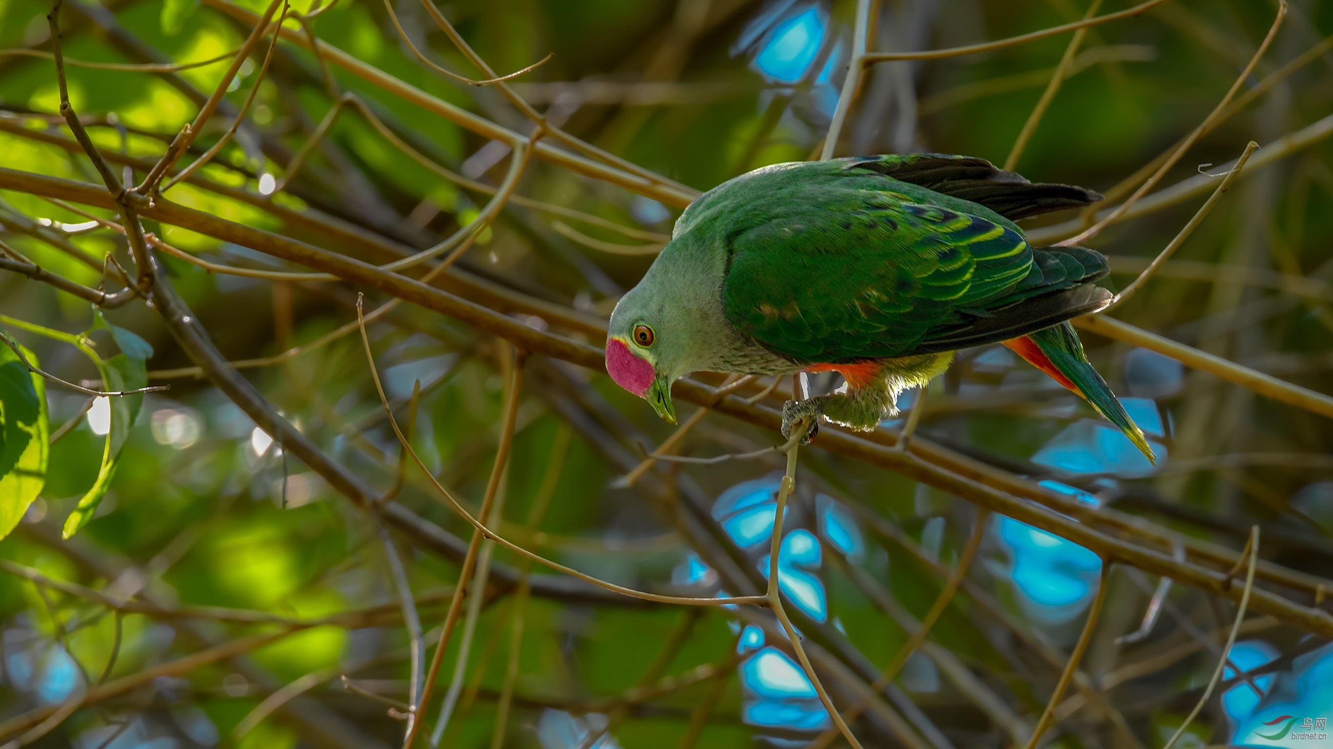 色彩斑斓的粉顶果鸠!