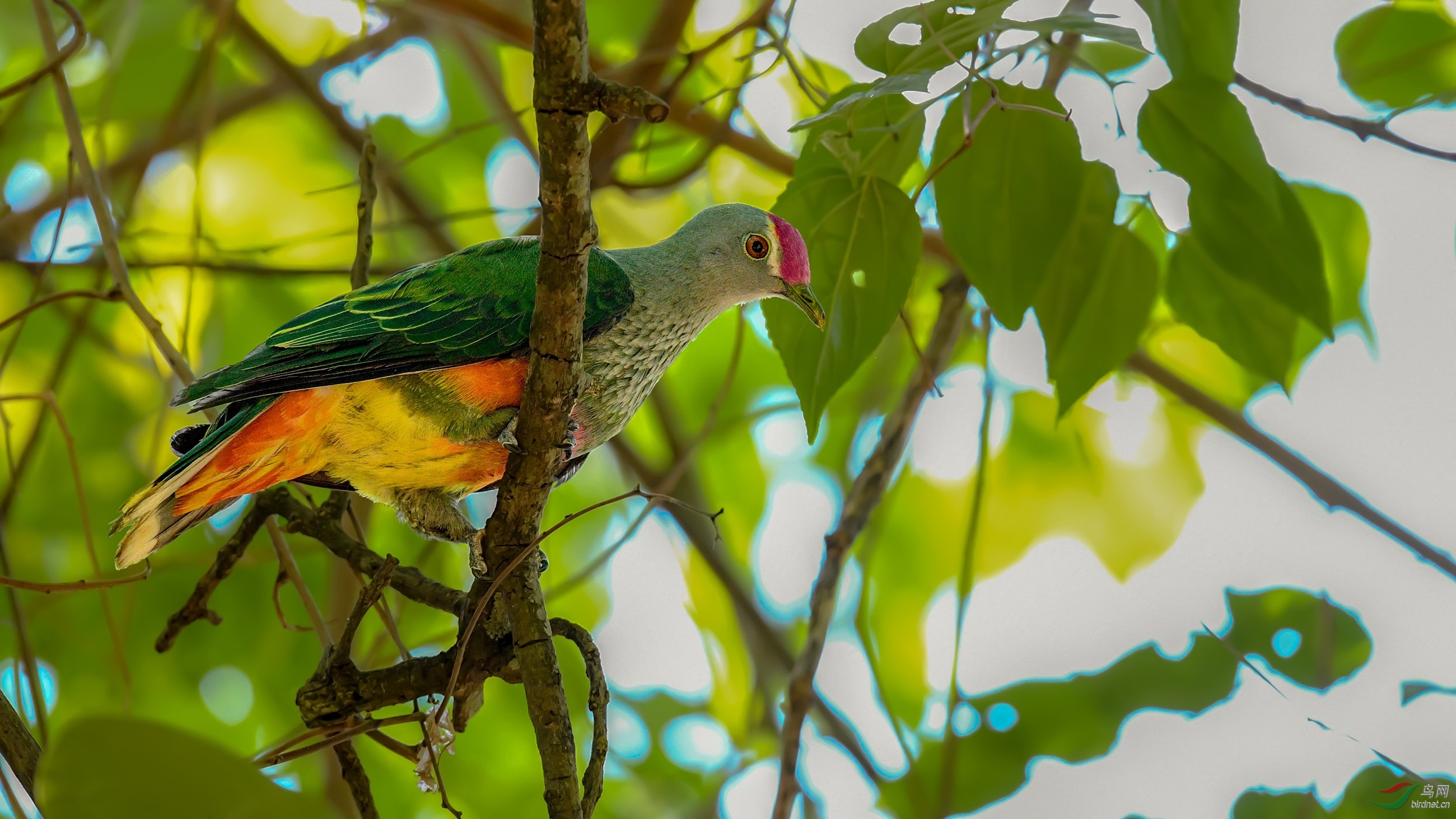 色彩斑斓的粉顶果鸠!