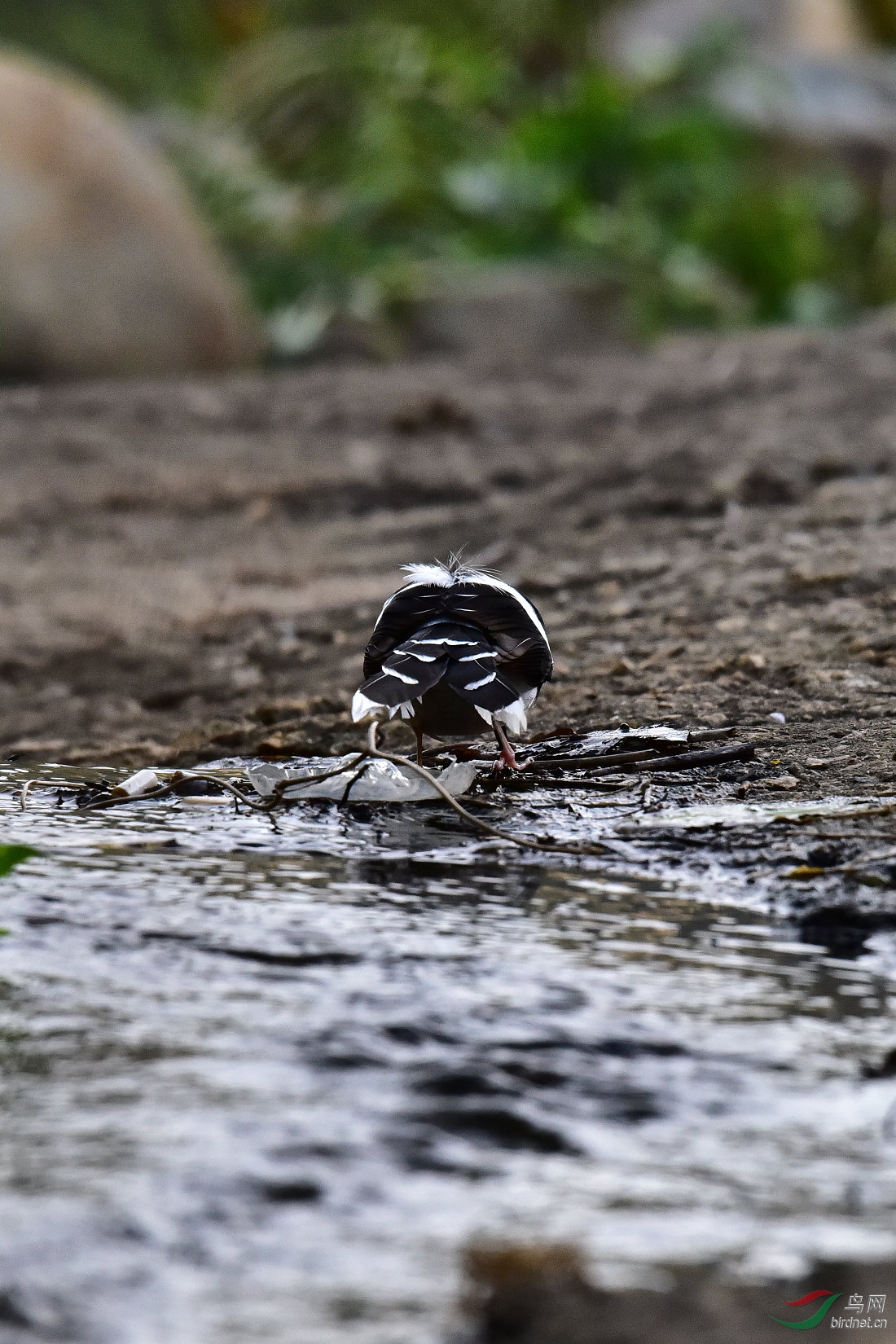 DSC_0917.JPG