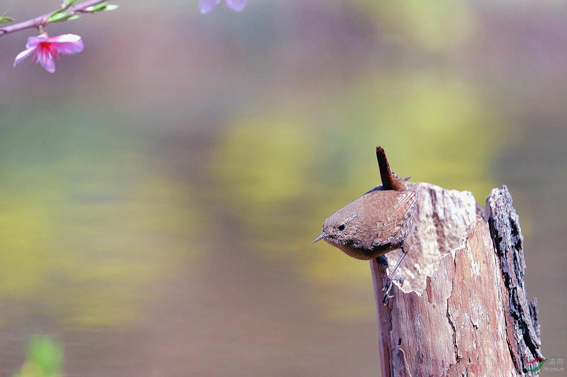 AS8I3301_����.jpg