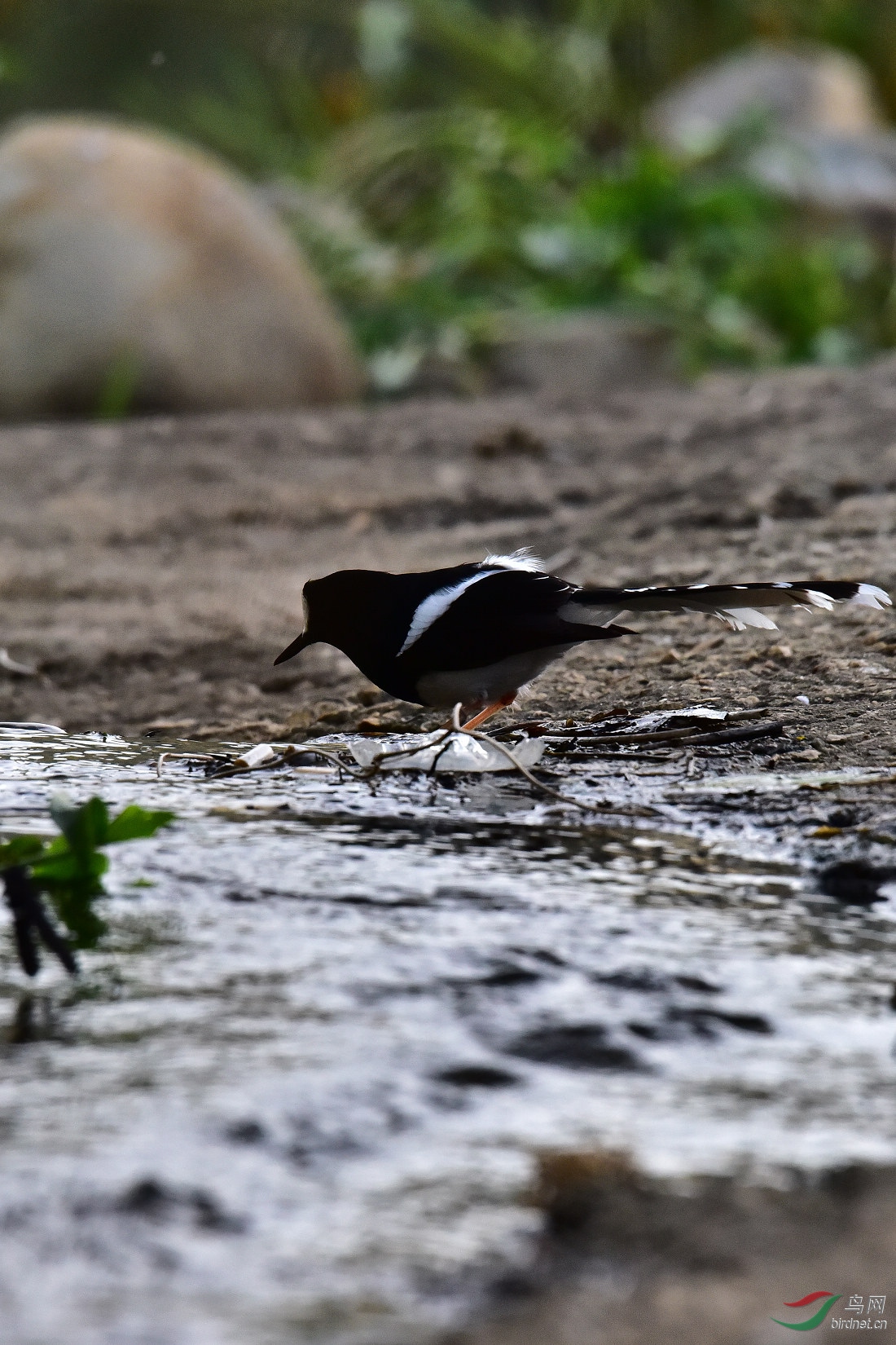 DSC_0919.JPG