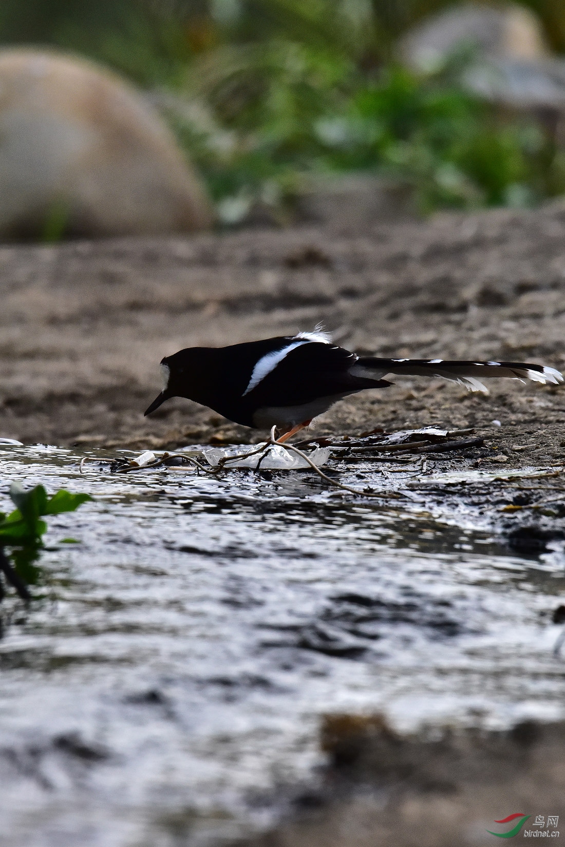 DSC_0920.JPG