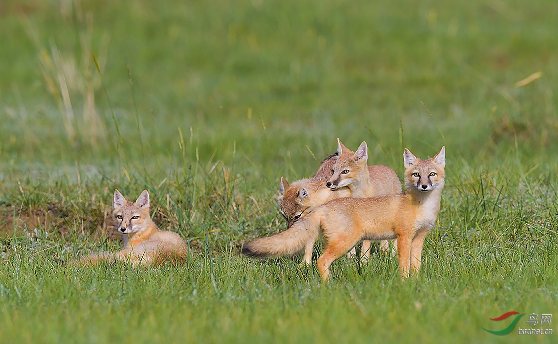 坝上草原四个小精灵