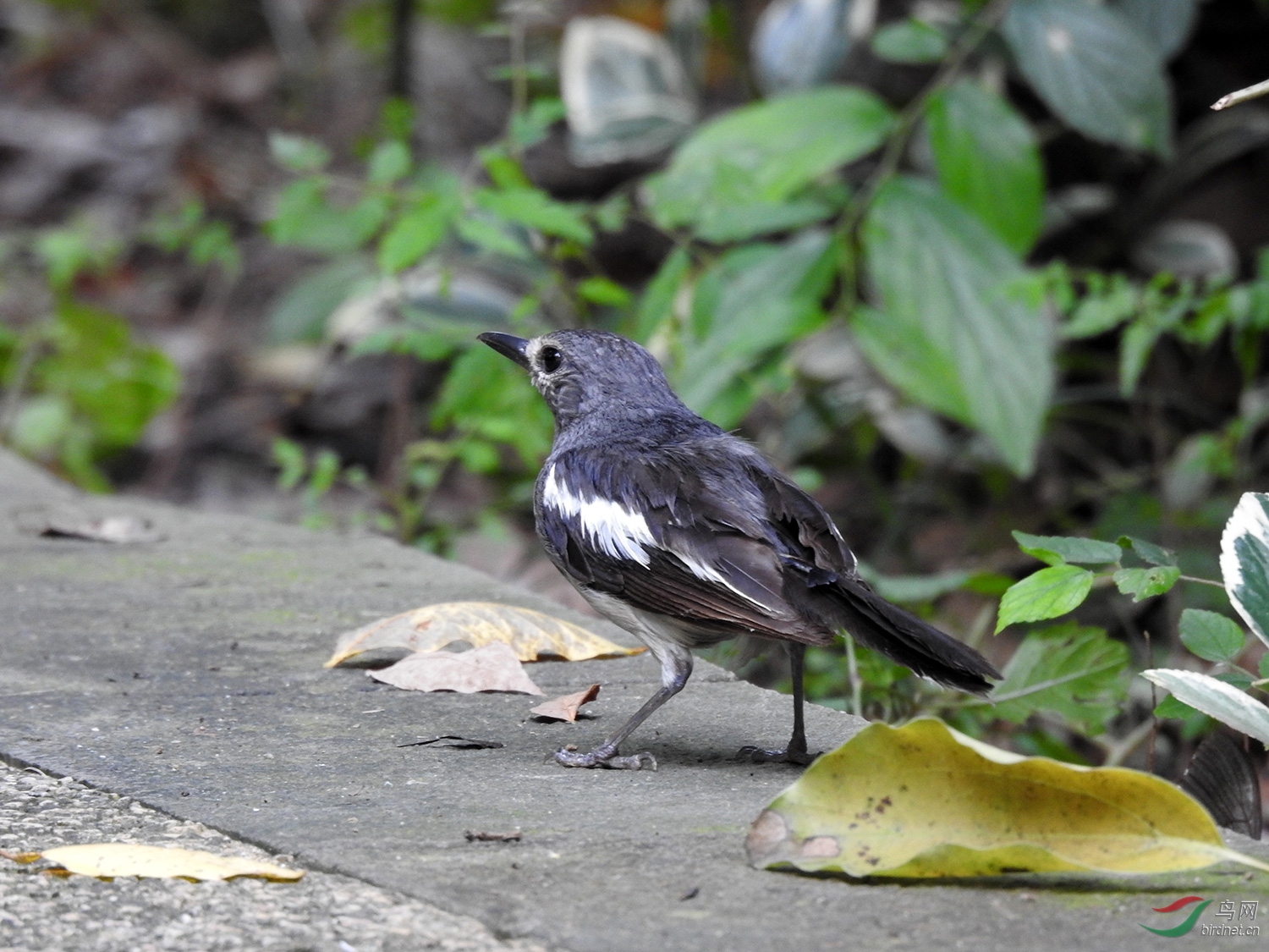 DSCN6575.jpg