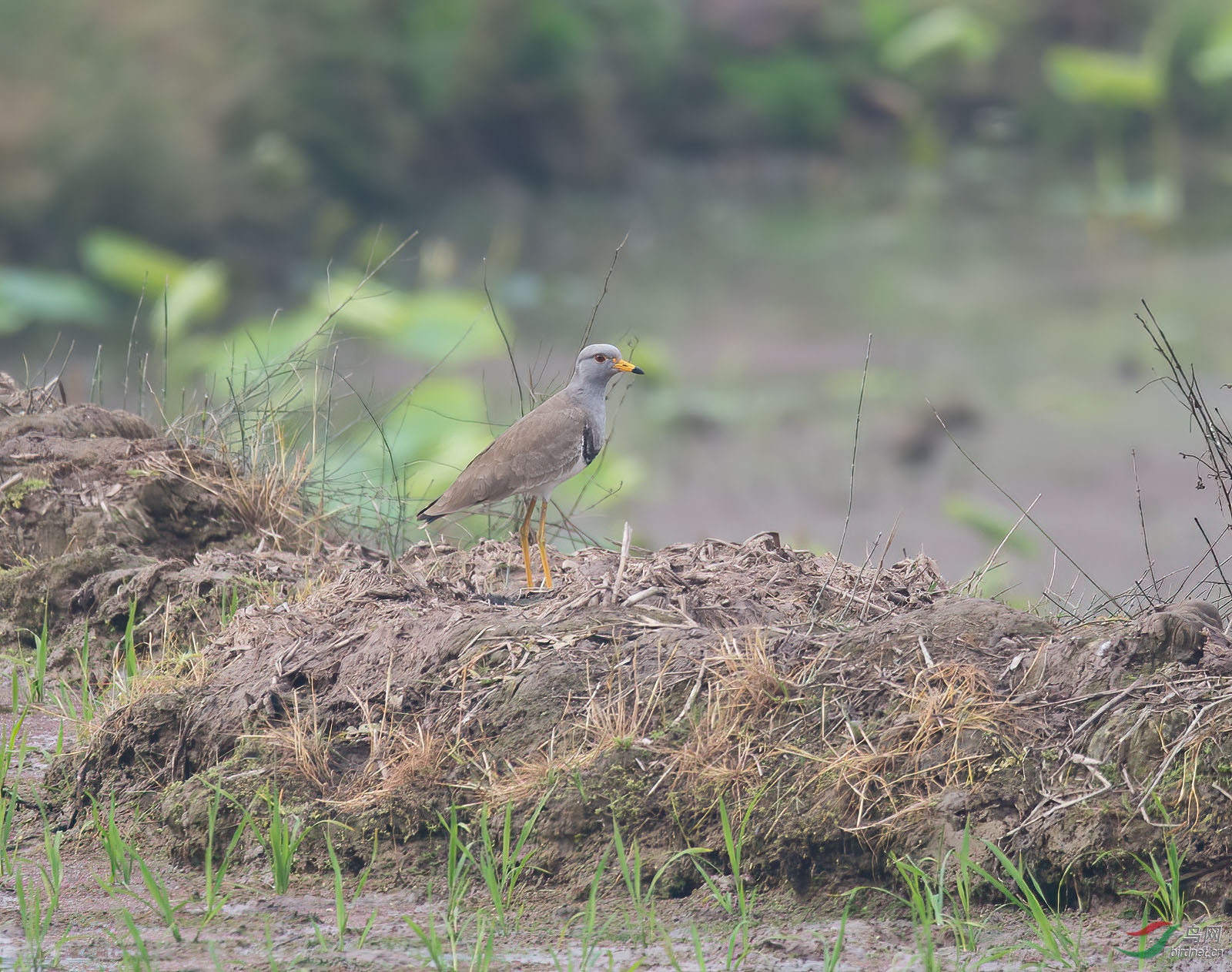 DSC_2874-denoise-denoise.jpg