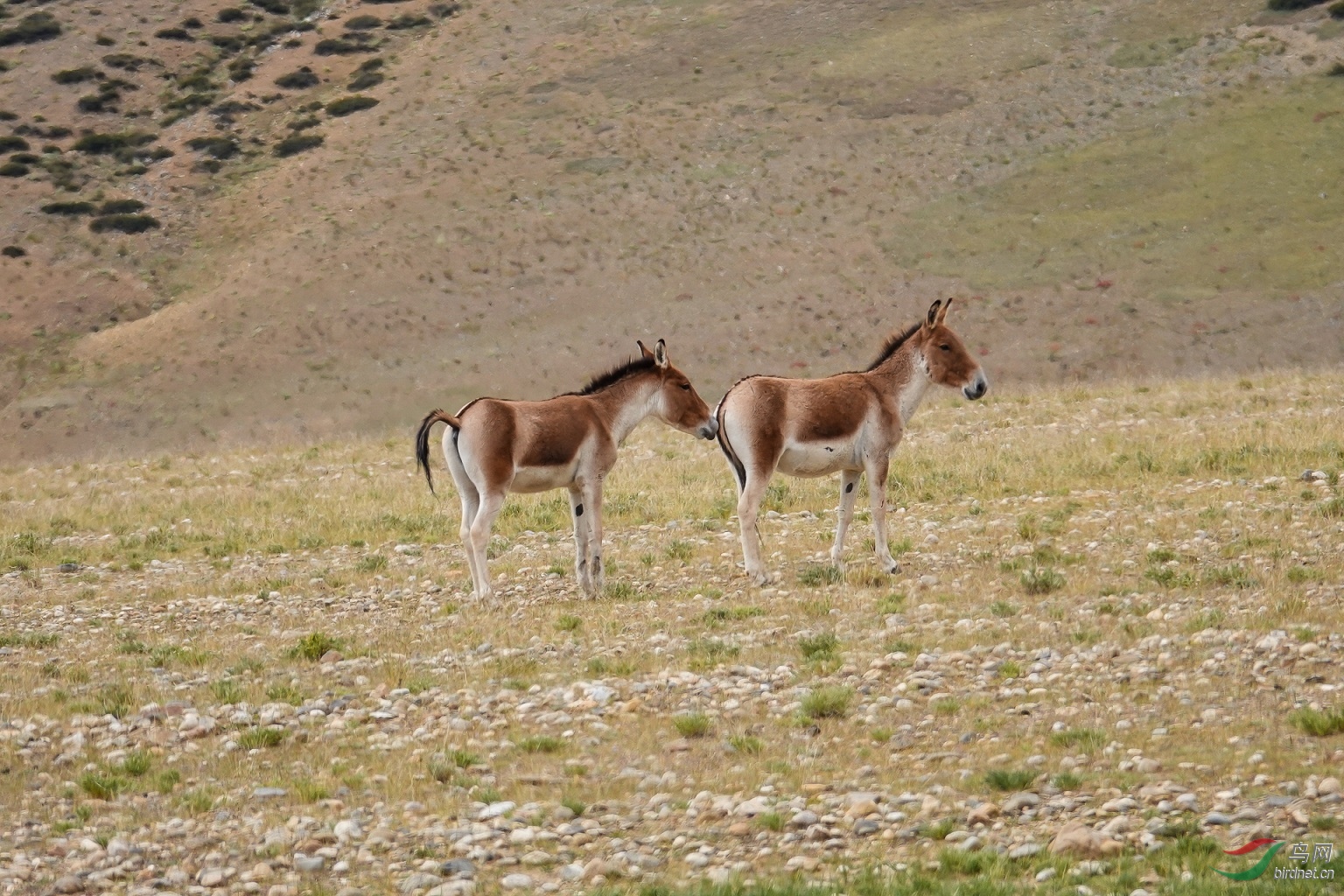 DSC06578 - ����.jpg