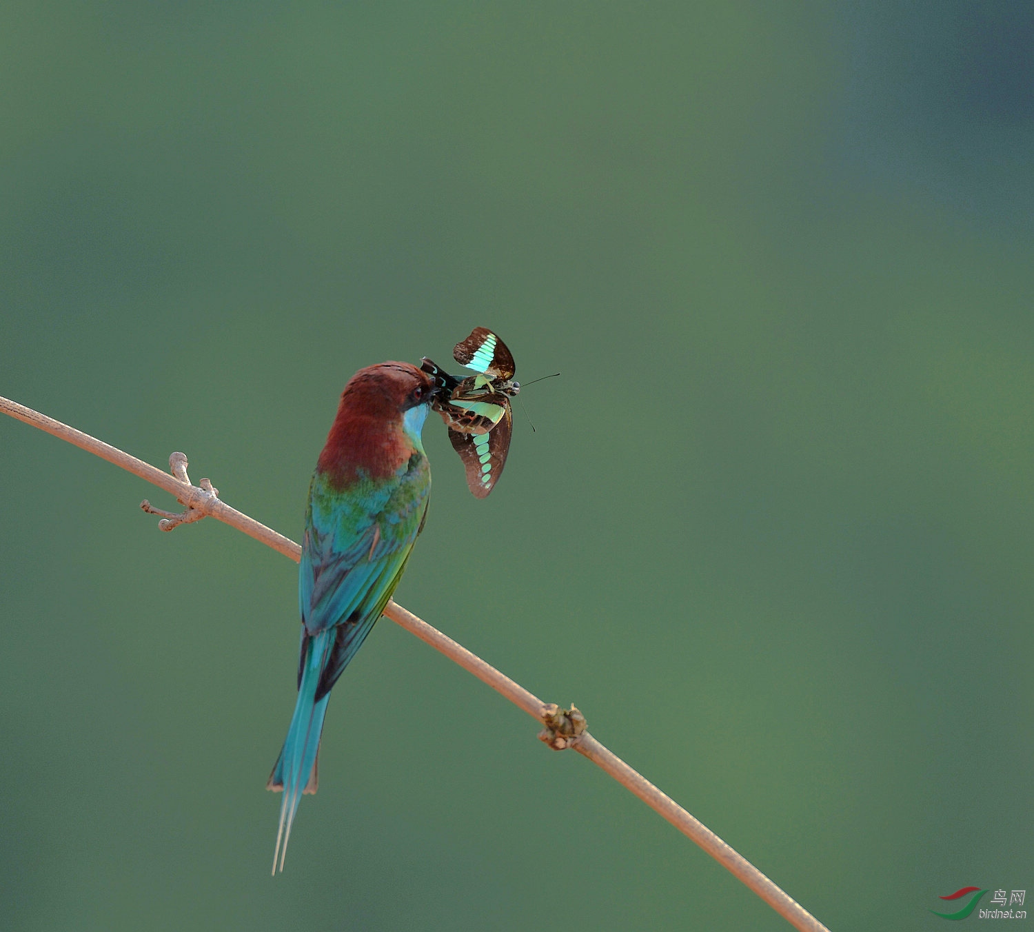 D8I_0547.jpg