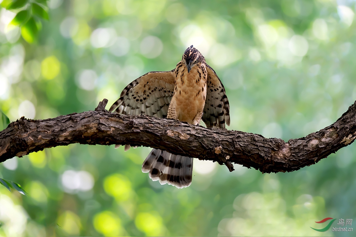 DSC_p8092.jpg