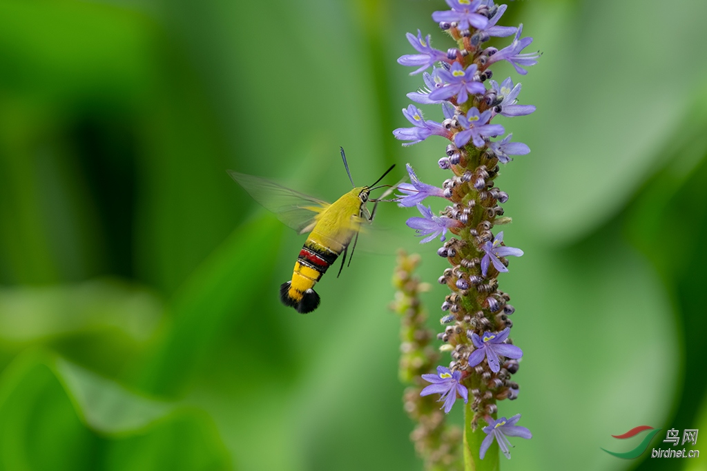 DSC_1924_DxOa.jpg