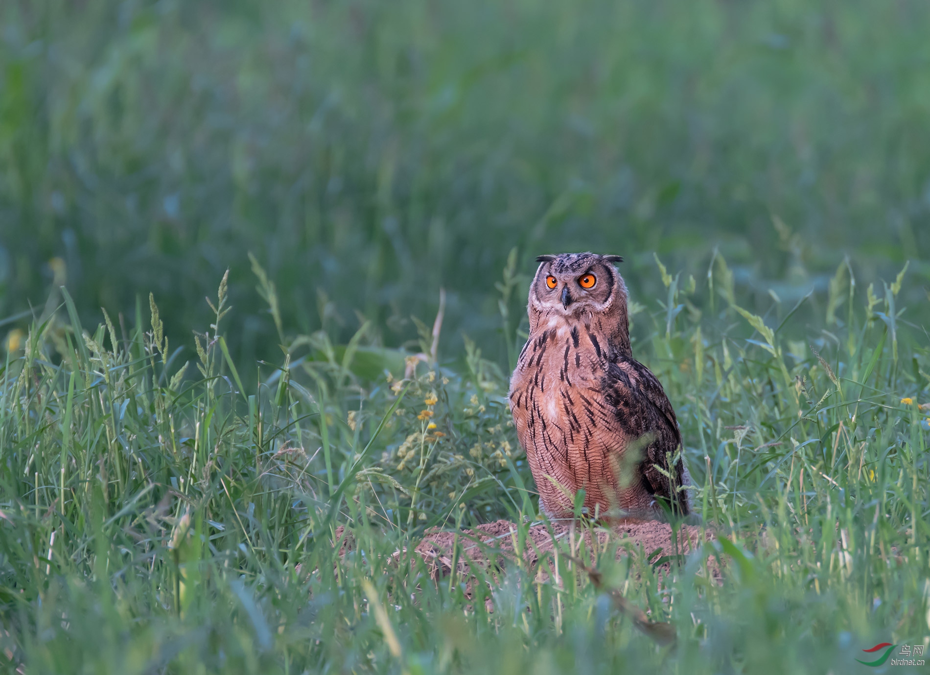 DSC_0819.jpg