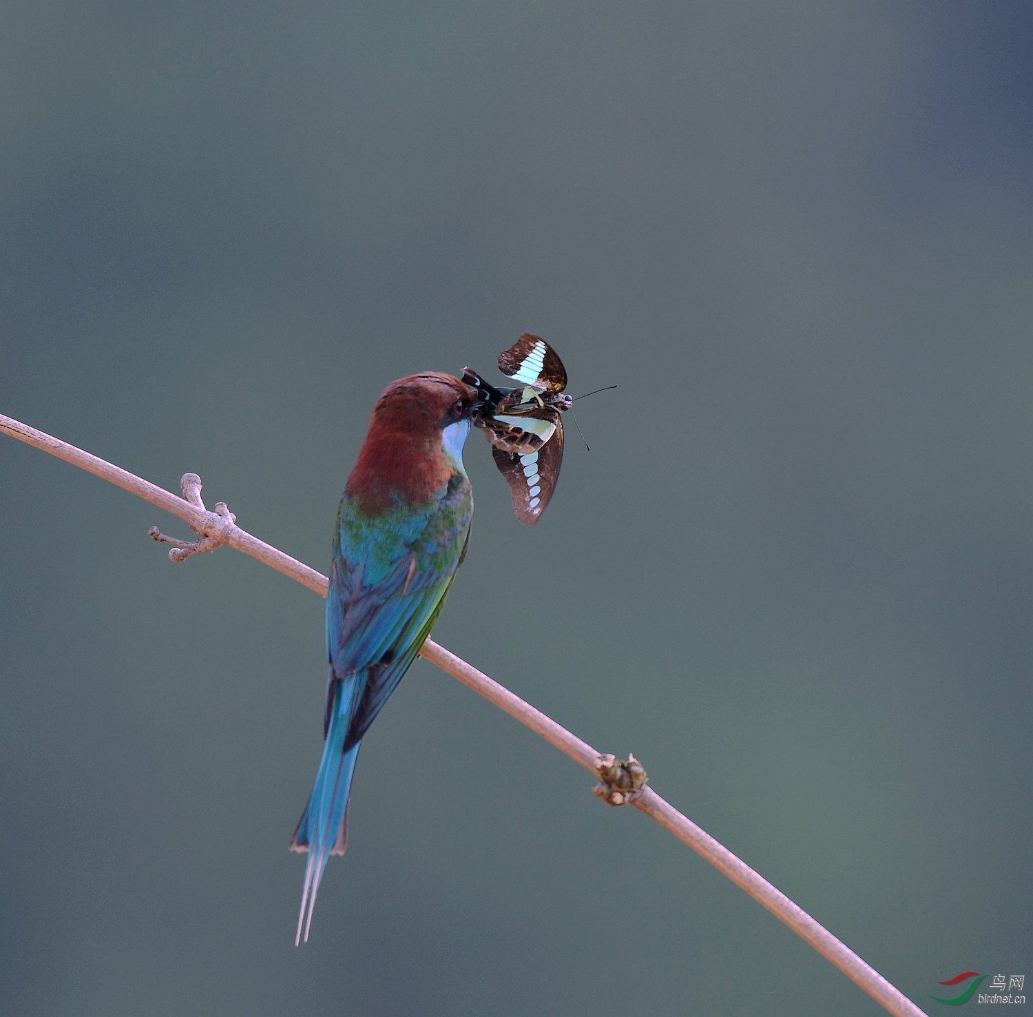 D8I_0547.jpg