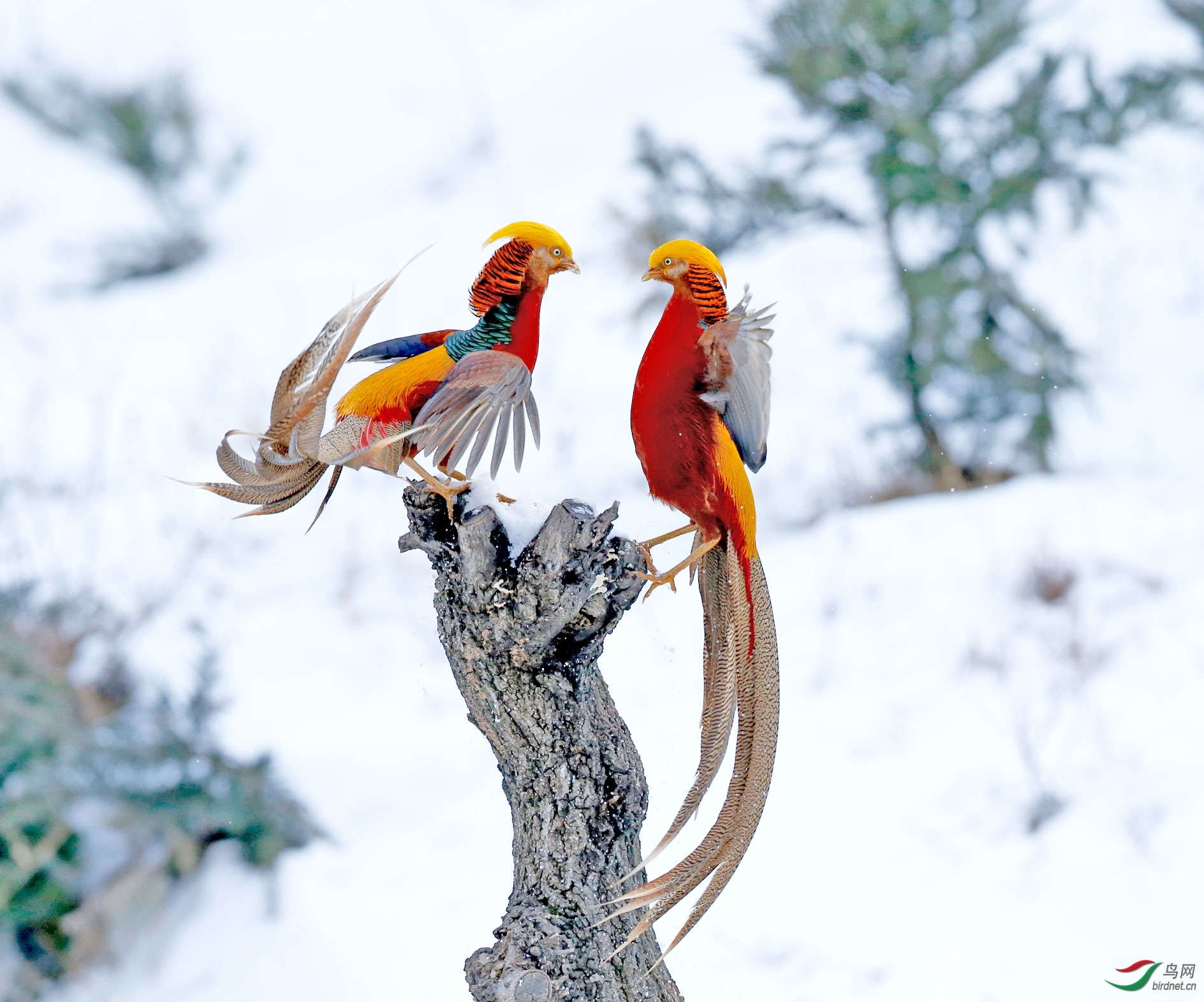 �����ӽ�-20202212.�츹����1 (2).jpg