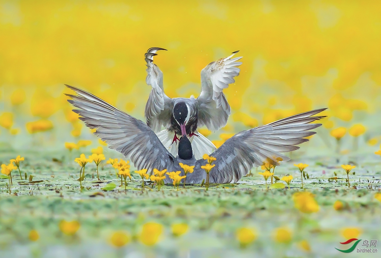 �ѻ�����20201862.��ս (2).jpg