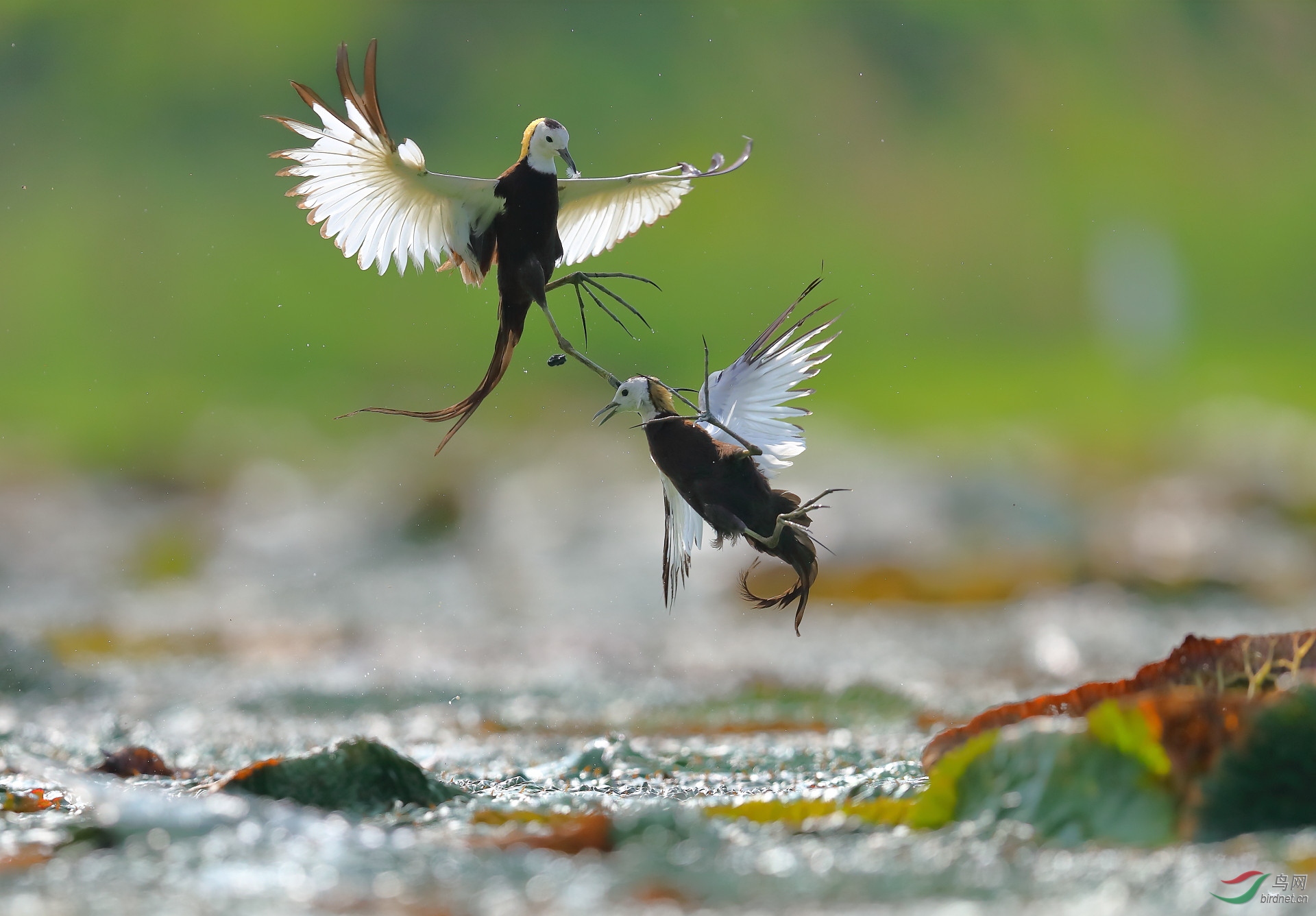 ����20202943.B12I8520         ��ս ���� ���ٻ� 13970800080.JPG