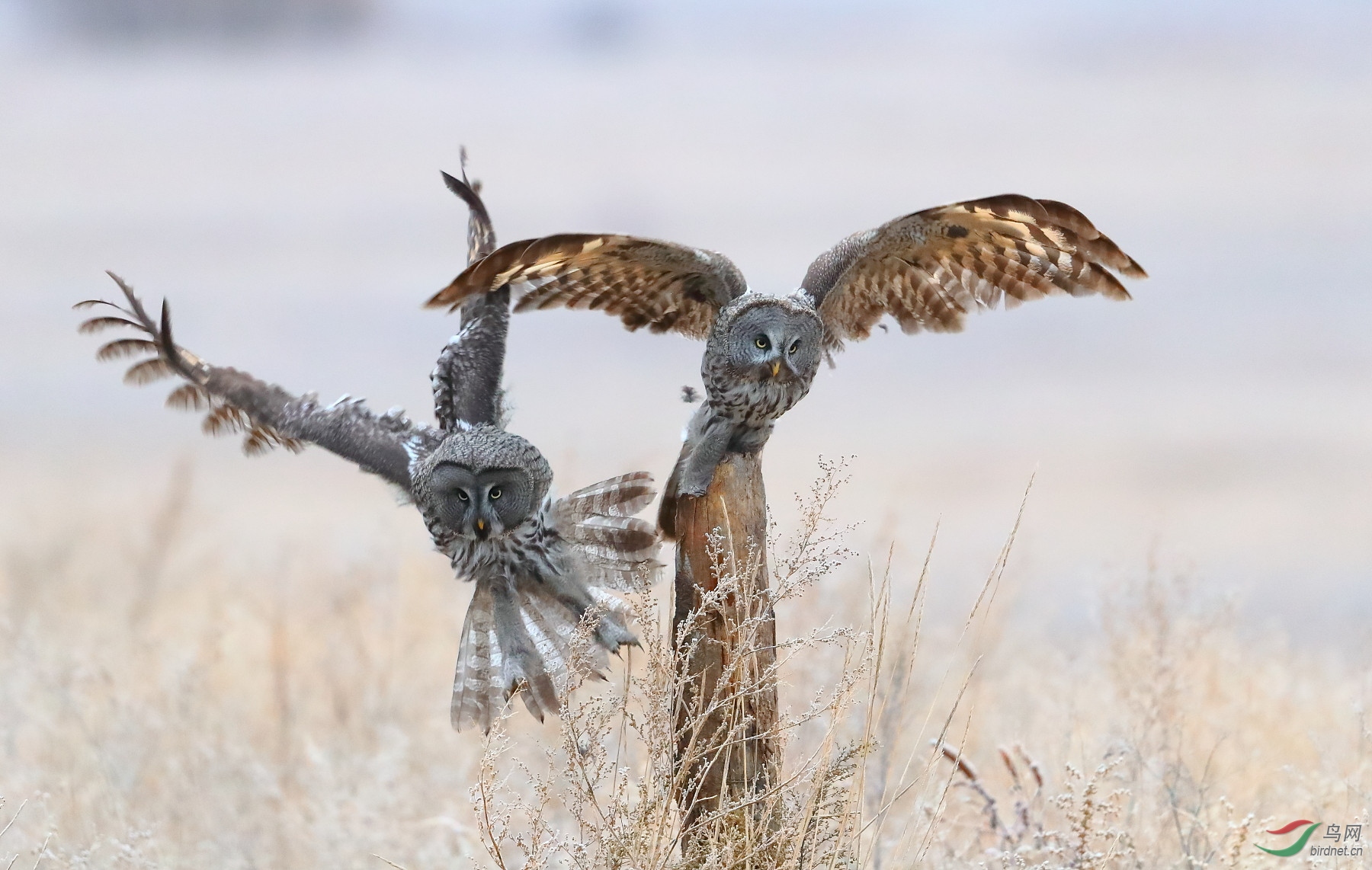 ����20202957.C95I1419         ˫�^���� ���� ���ٻ� 13970800080.JPG