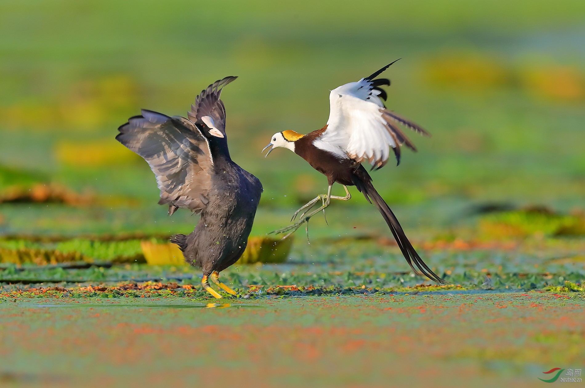 ����20202955.B12I5948         ˮ���Ĺ��� ���� ���ٻ� 13970800080.JPG