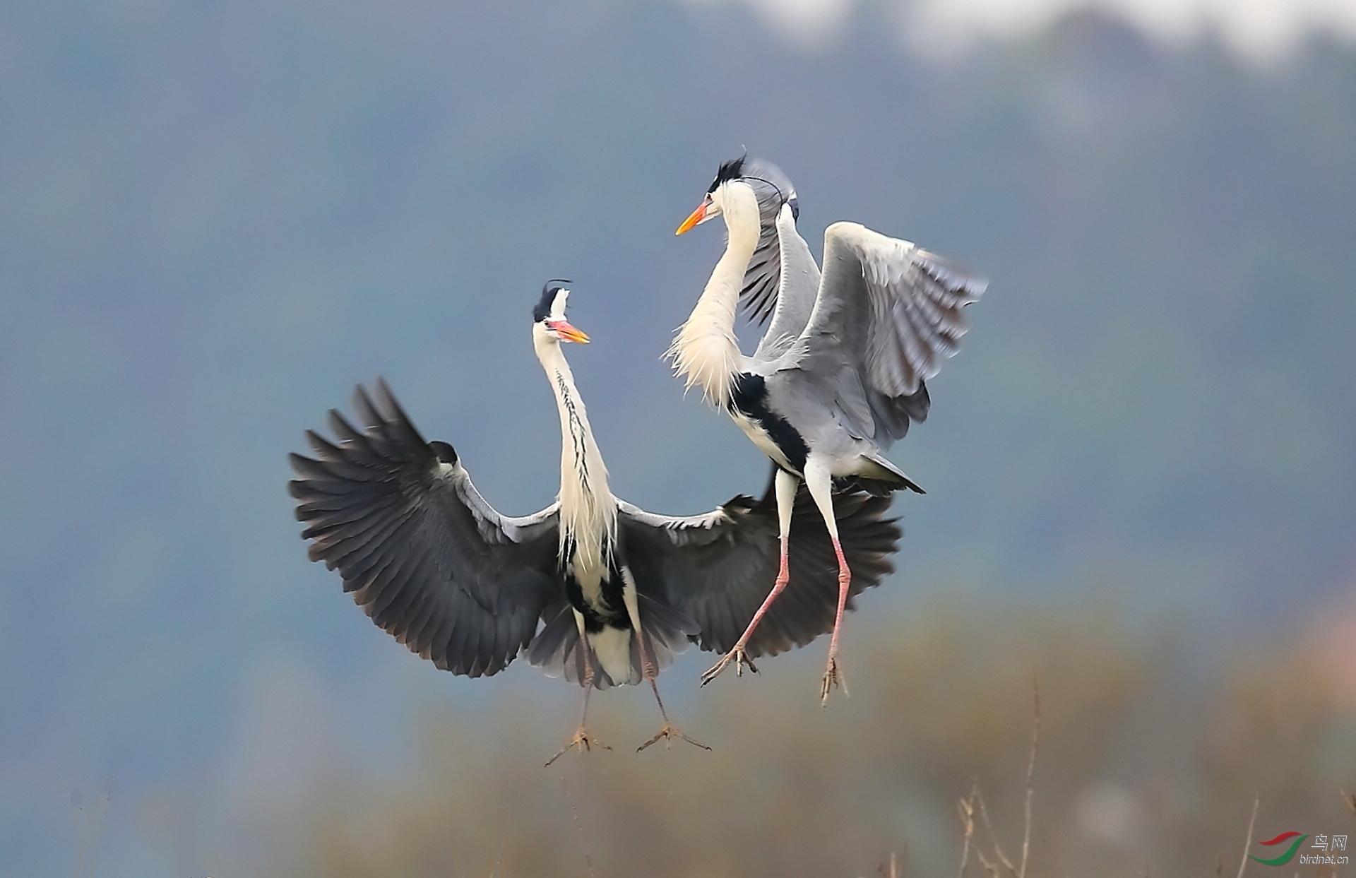 ����20202960.CB9V1838       ��ն��� ���� ���ٻ� 13970800080.JPG