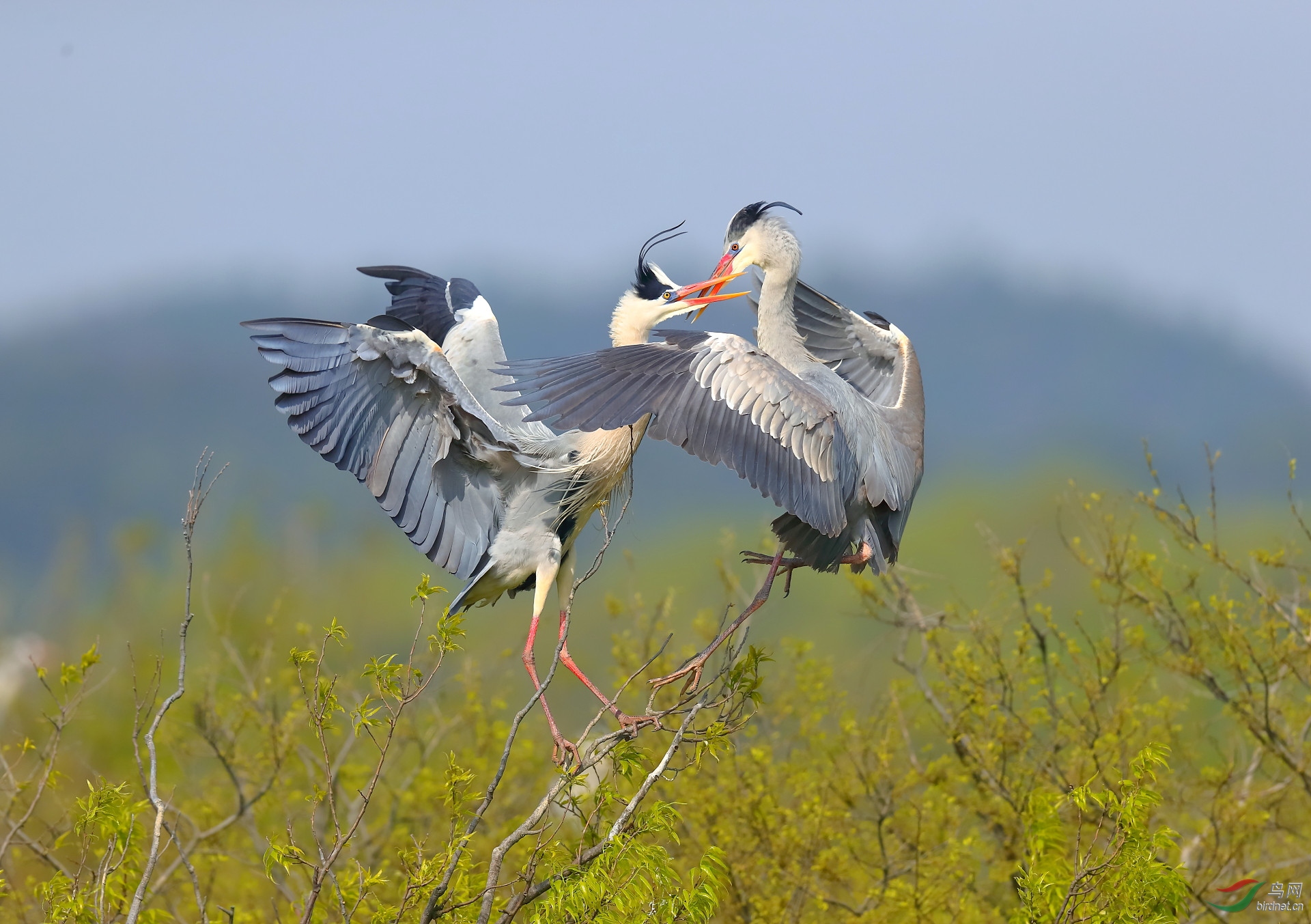 ����20202948.B12I4681         ֦ͷ���� ���� ���ٻ� 13970800080.JPG