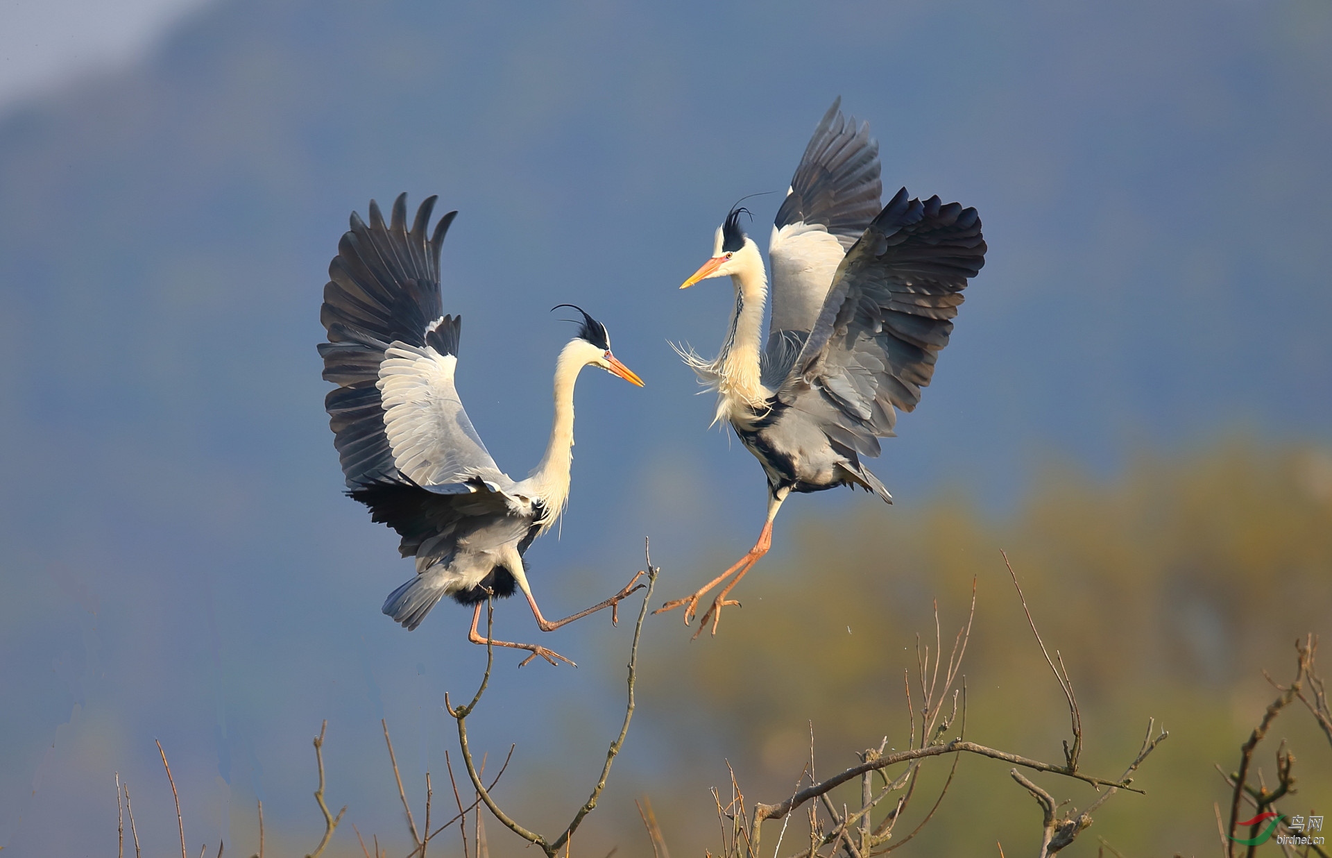 ����20202959.CB9V5345        ���� ���� ���ٻ� 13970800080.JPG