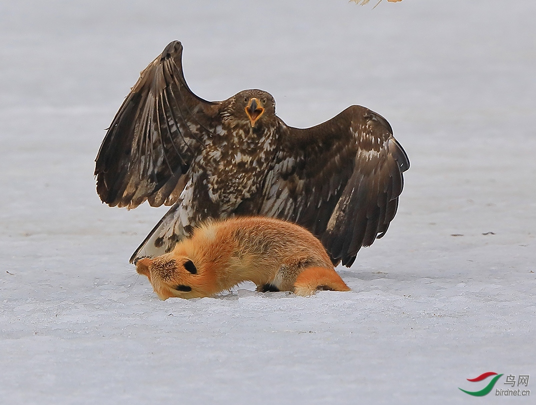 ��ӥһ��20201958.���߷緶 (2).jpg